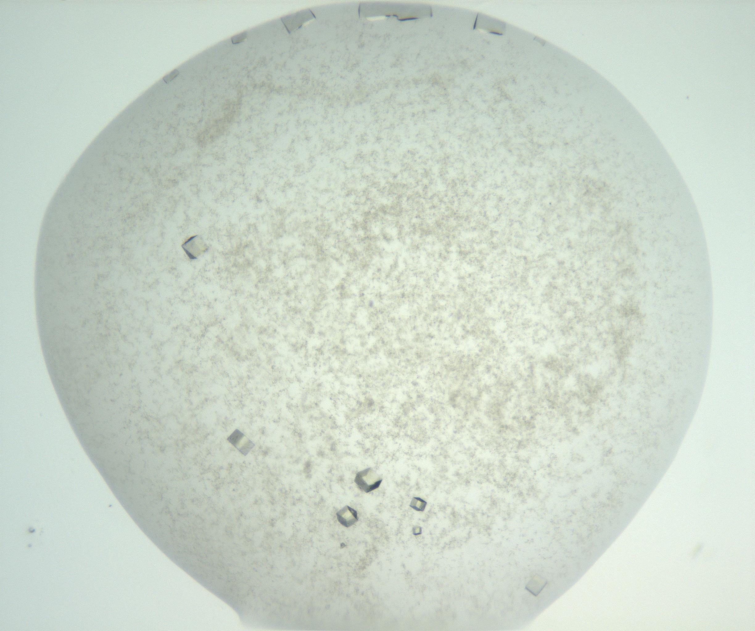 RI01_03_000_0212_Proj1_Clon1_MC_0000MC102816_004_161019_12_02_02_00_99_002_001_RAI.jpg