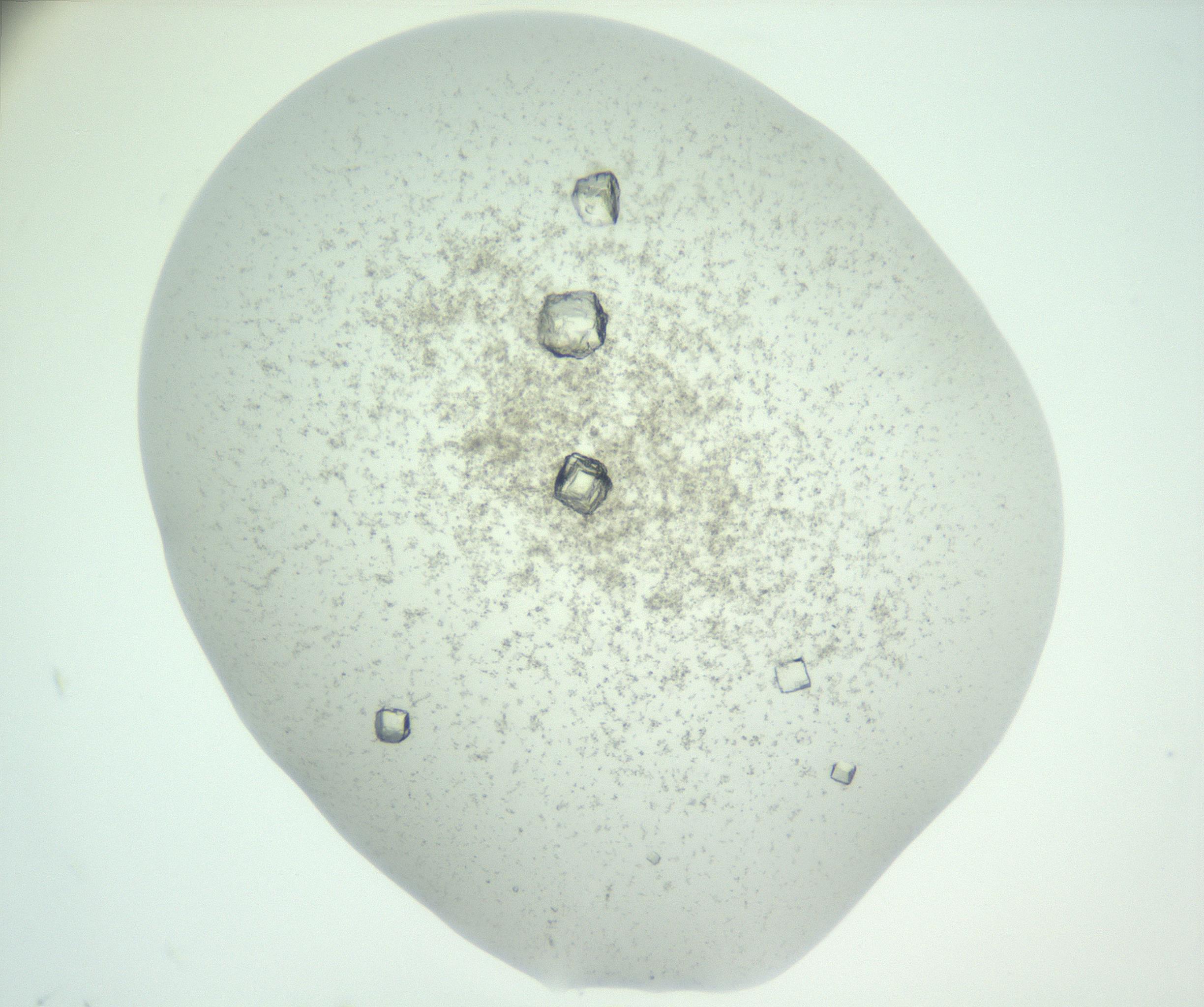 RI01_03_000_0212_Proj1_Clon1_MC_0000MC102816_004_161019_12_08_01_00_99_002_001_RAI.jpg