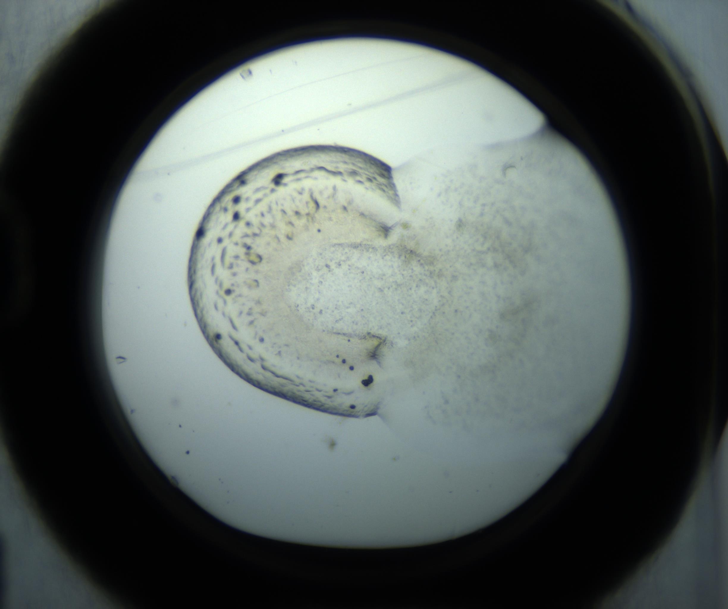 RI01_03_000_0212_Proj1_Clon1_MC_0000MC102819_005_161021_01_04_01_00_98_002_001_RAI.jpg