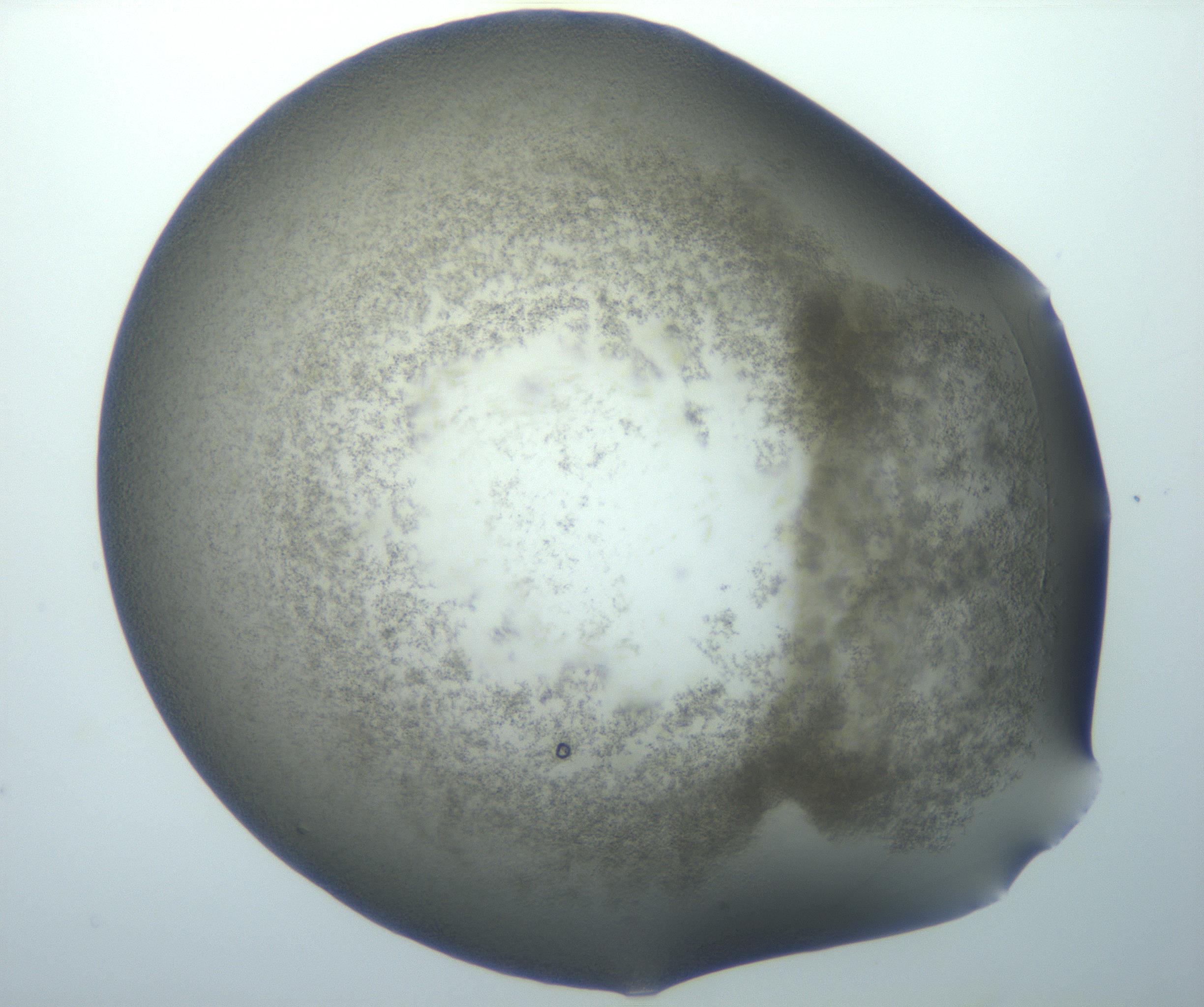 RI01_03_000_0212_Proj1_Clon1_MC_0000MC102822_010_161115_01_02_01_00_99_002_001_RAI.jpg
