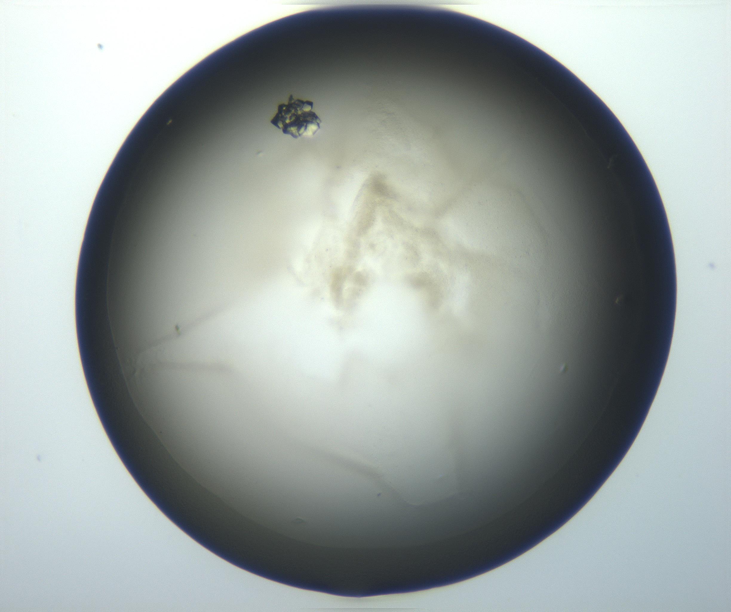 RI01_03_000_0212_Proj1_Clon1_MC_0000MC102823_003_161014_11_02_01_00_99_002_001_RAI.jpg
