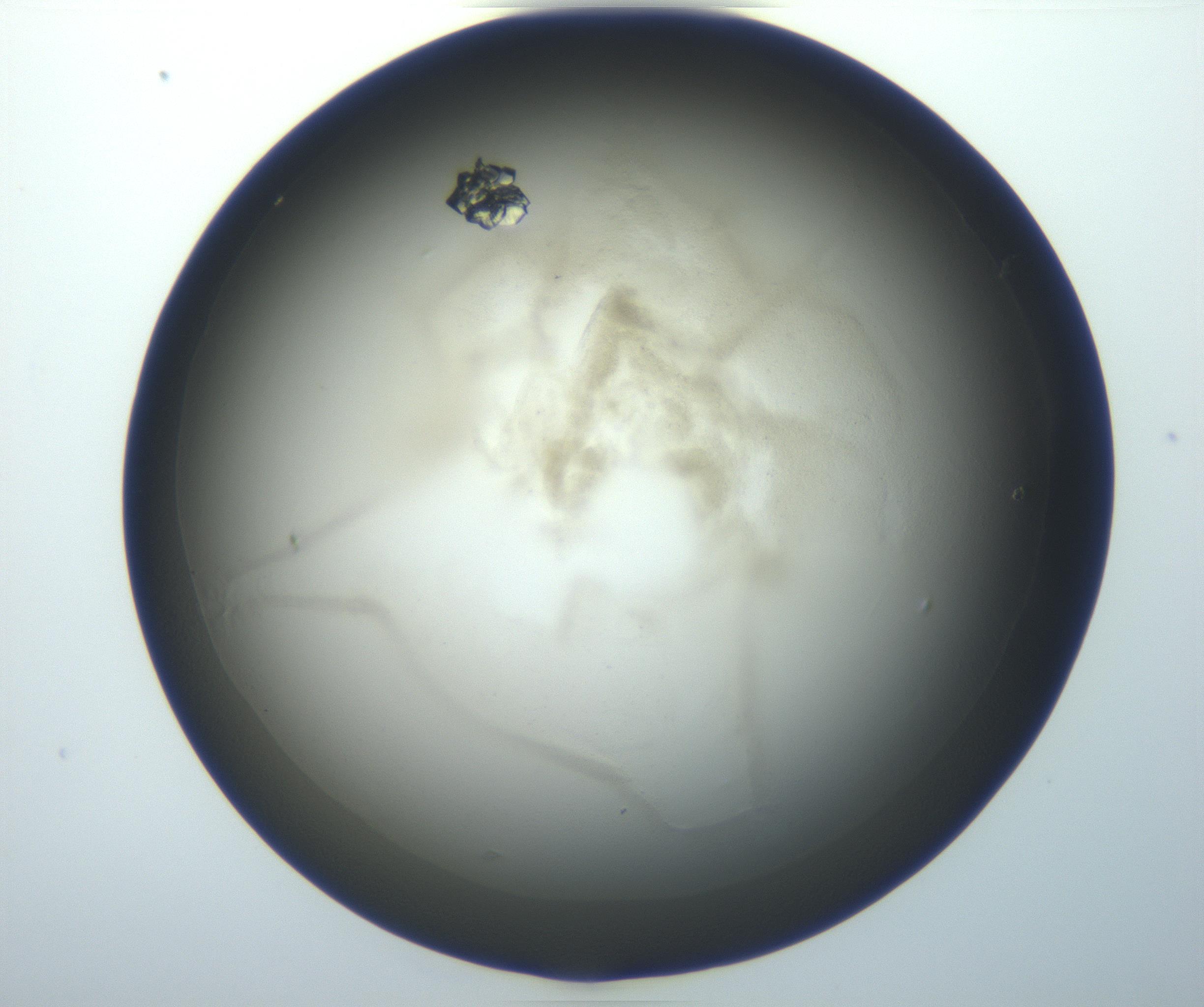 RI01_03_000_0212_Proj1_Clon1_MC_0000MC102823_005_161018_11_02_01_00_99_002_001_RAI.jpg