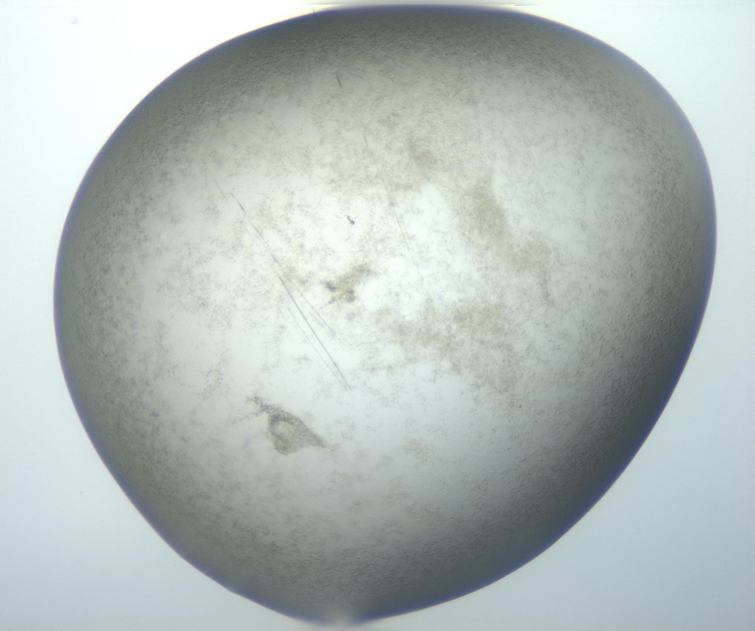 RI01_03_000_0212_Proj1_Clon1_MC_0000MC102825_003_161014_01_07_02_00_99_002_001_RAI.jpg