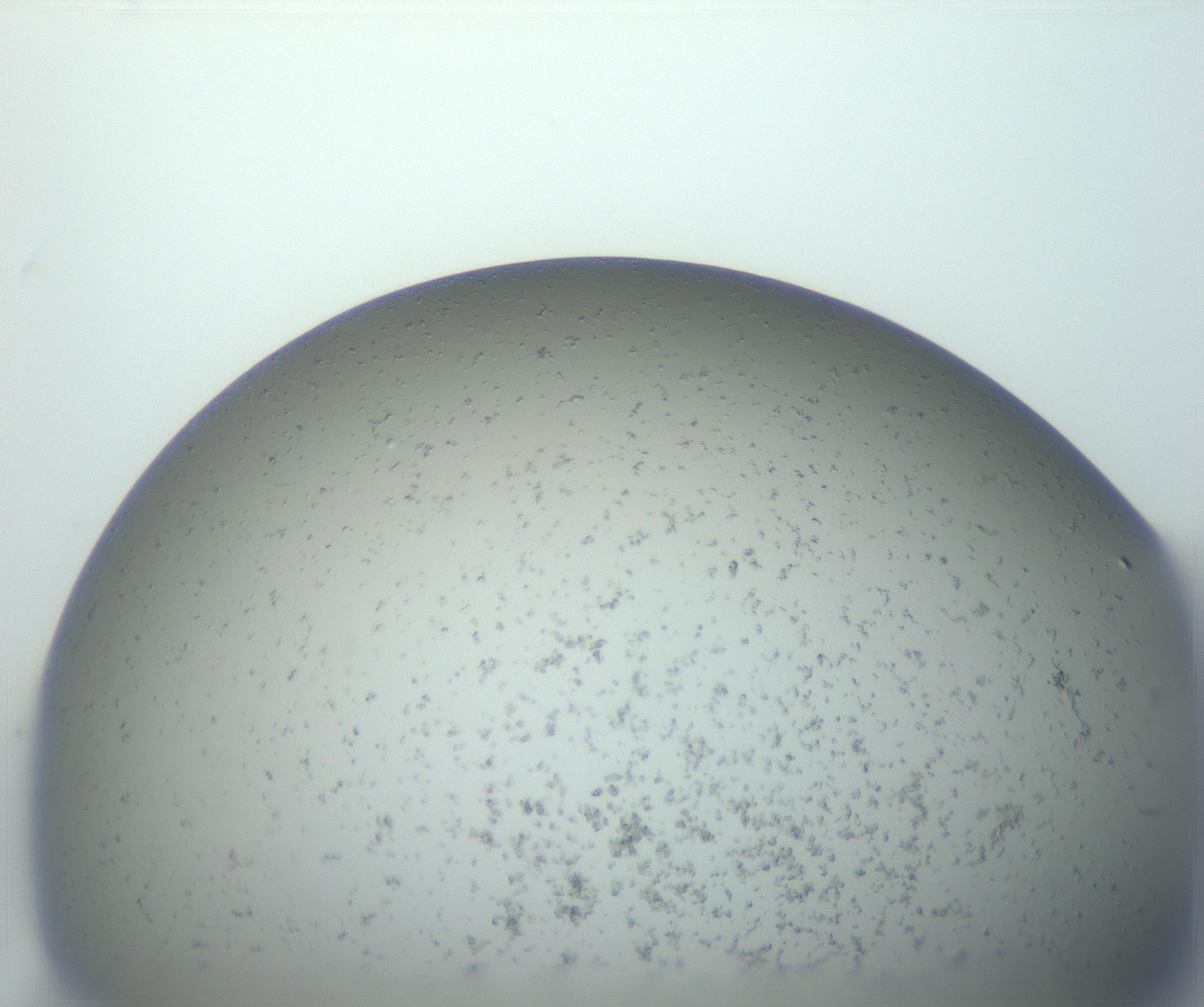 RI01_03_000_0212_Proj1_Clon1_MC_0000MC102825_003_161014_03_07_01_00_99_002_001_RAI.jpg