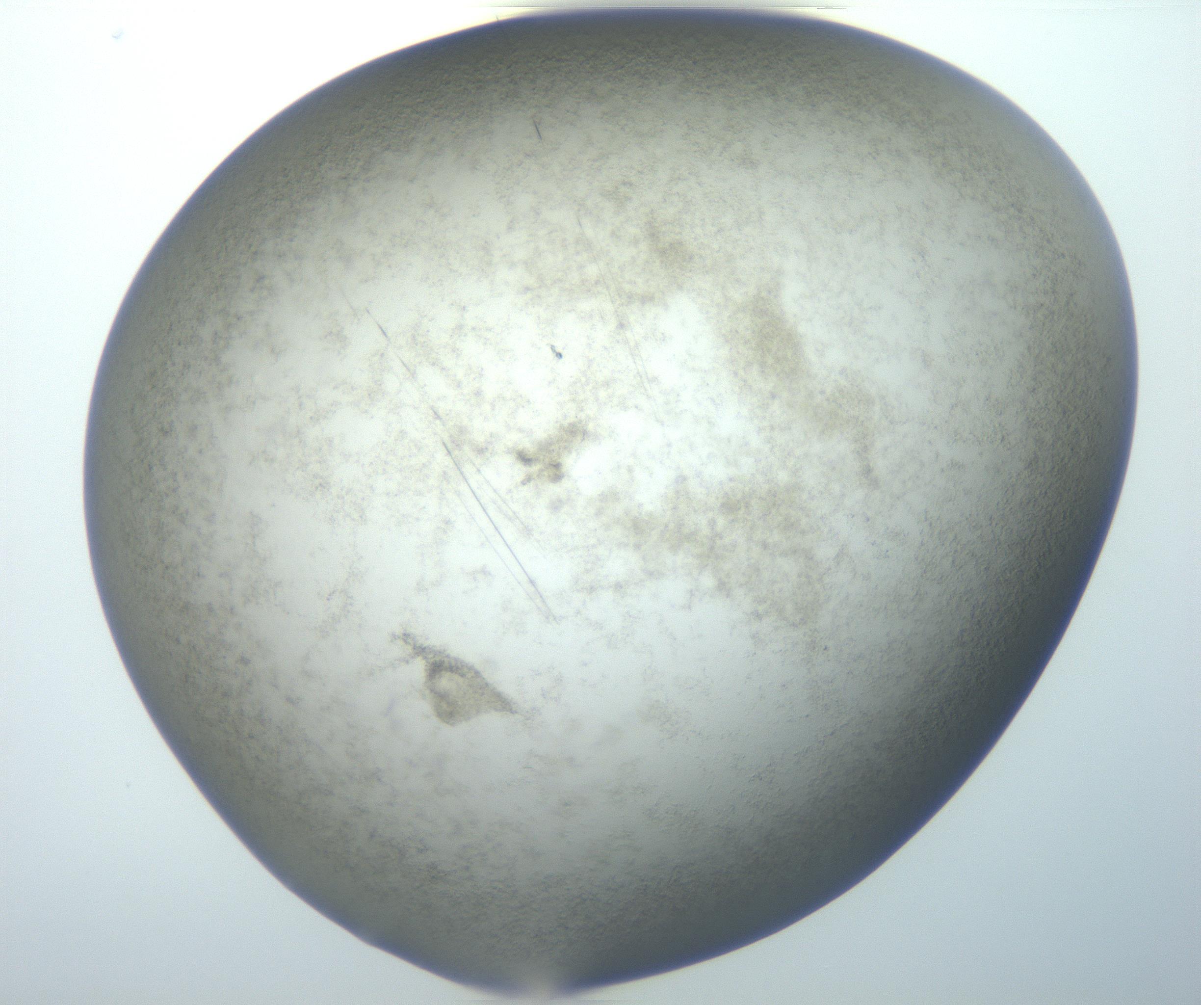 RI01_03_000_0212_Proj1_Clon1_MC_0000MC102825_005_161018_01_07_02_00_99_002_001_RAI.jpg