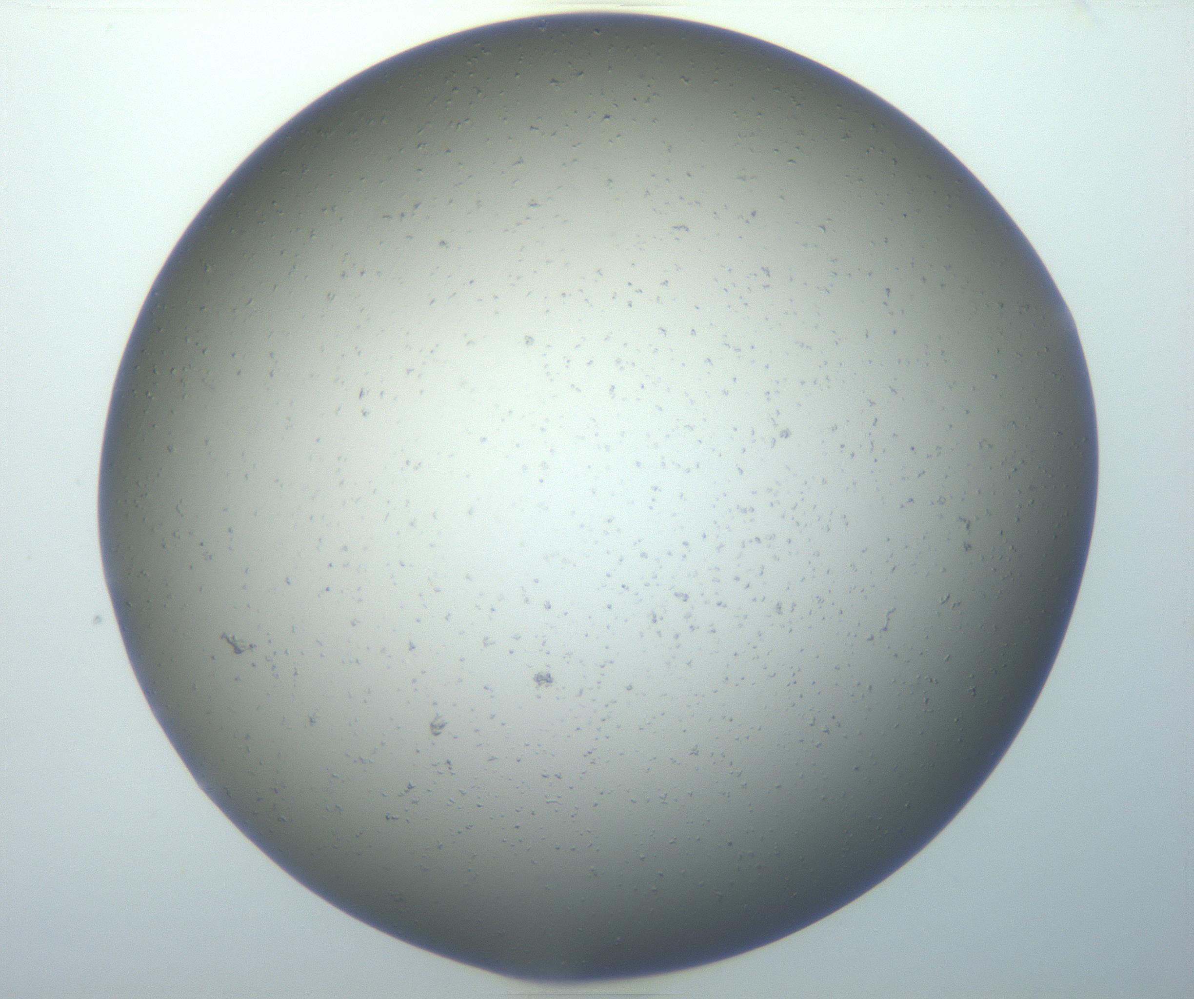 RI01_03_000_0212_Proj1_Clon1_MC_0000MC102826_008_161101_05_03_01_00_99_002_001_RAI.jpg