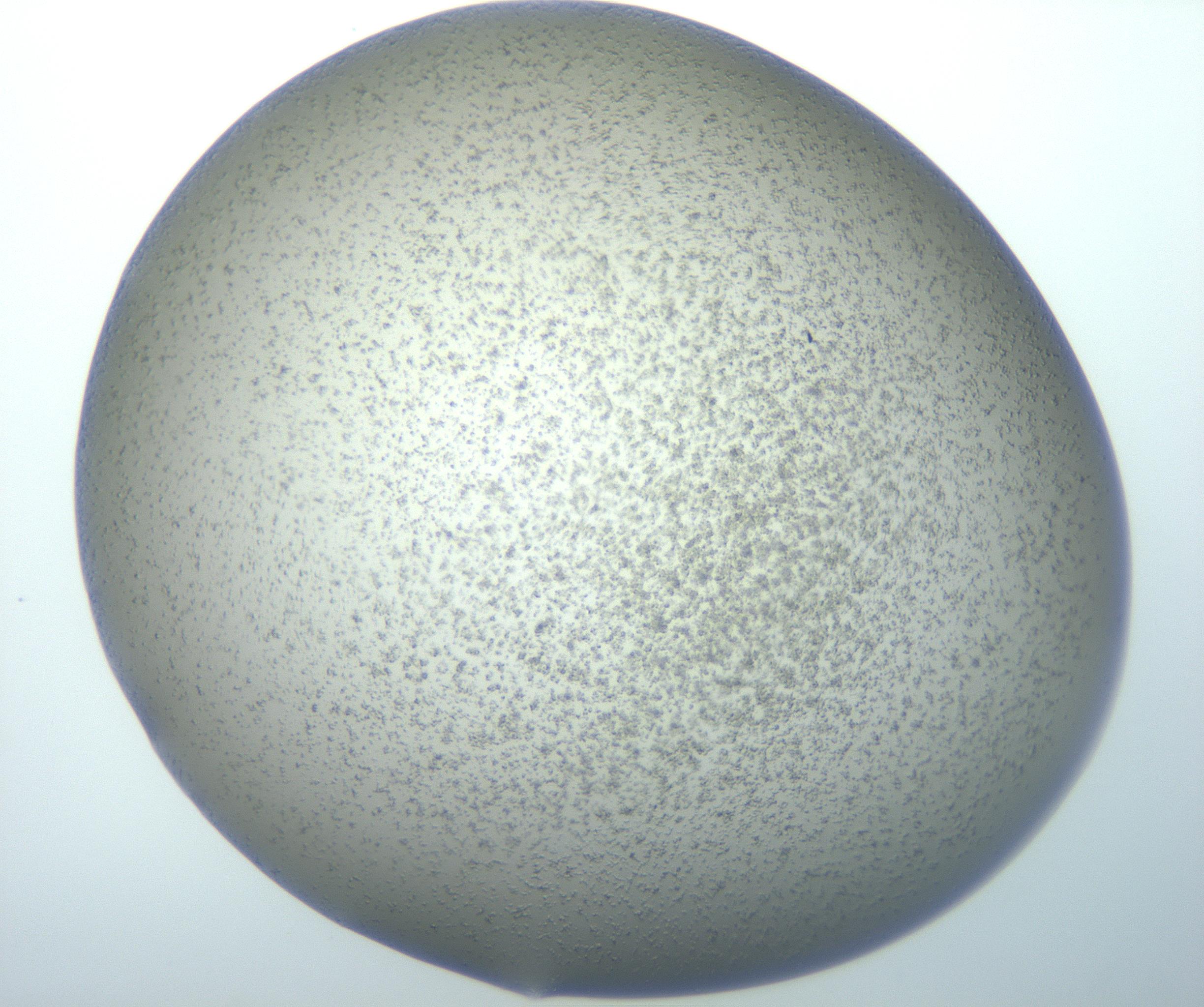 RI01_03_000_0212_Proj1_Clon1_MC_0000MC102826_008_161101_06_03_01_00_99_002_001_RAI.jpg
