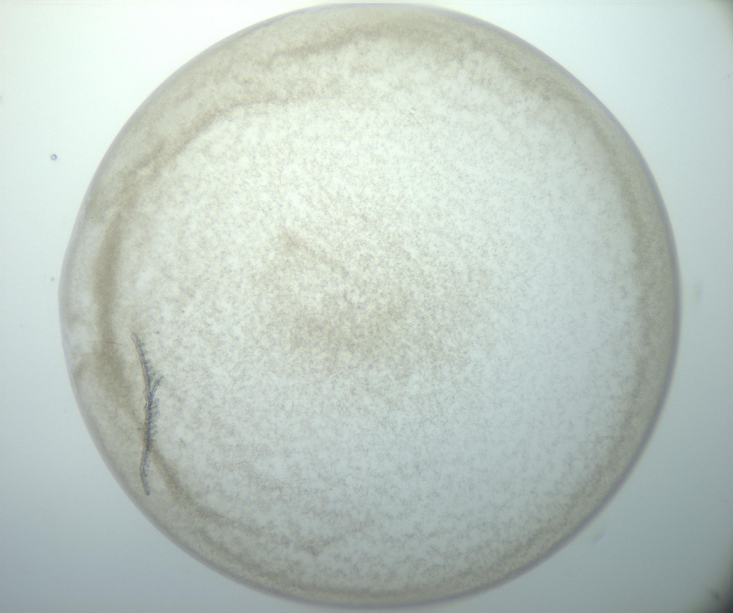 RI01_03_000_0212_Proj1_Clon1_MC_0000MC102827_003_161014_02_06_01_00_99_002_001_RAI.jpg