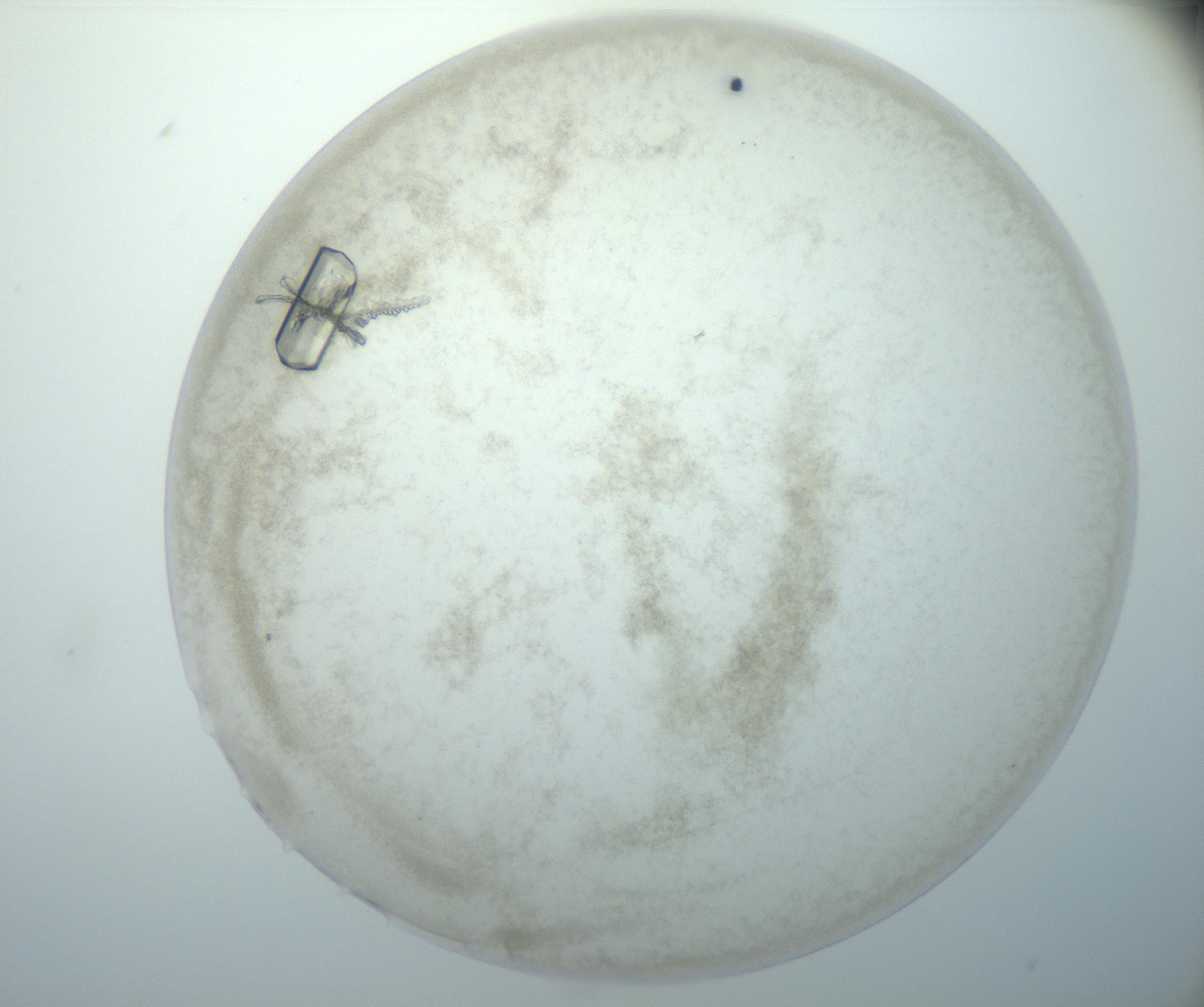 RI01_03_000_0212_Proj1_Clon1_MC_0000MC102827_003_161014_02_06_02_00_99_002_001_RAI.jpg
