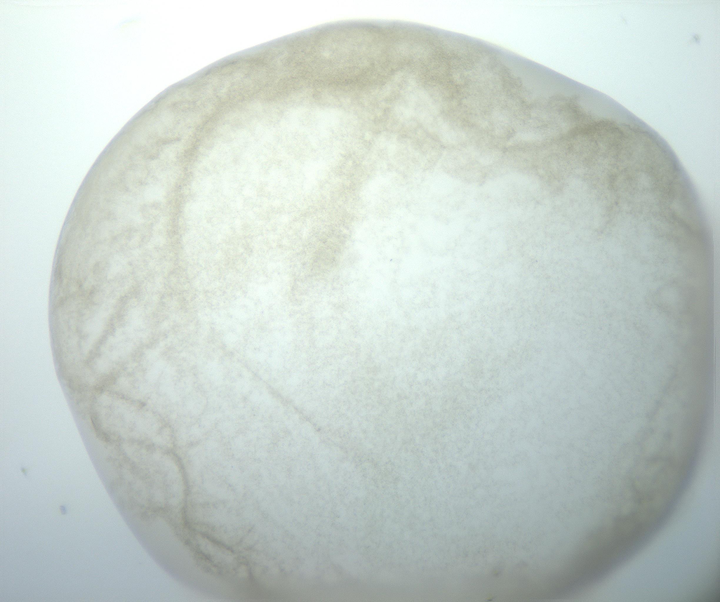 RI01_03_000_0212_Proj1_Clon1_MC_0000MC102827_003_161014_03_06_01_00_99_002_001_RAI.jpg