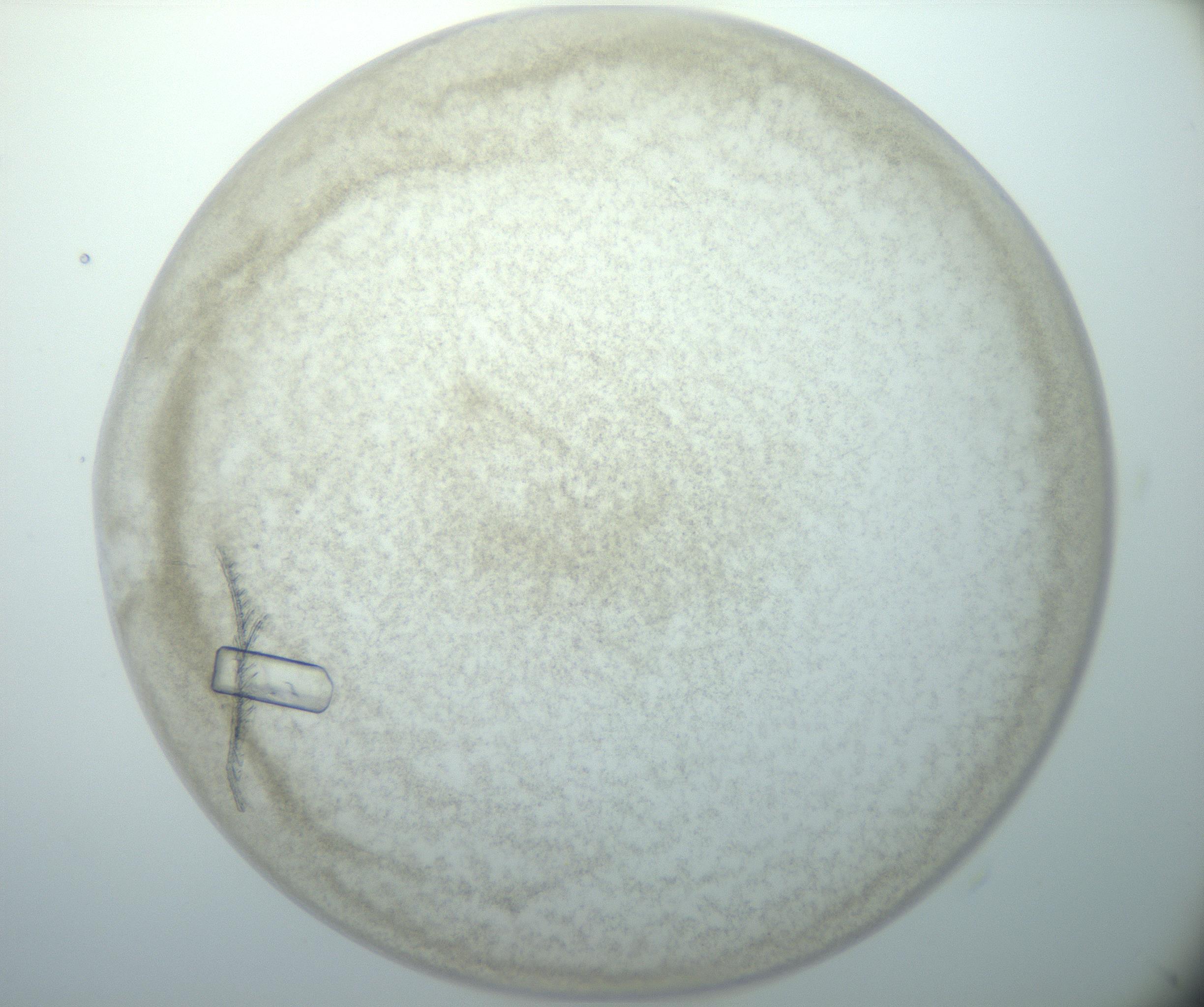 RI01_03_000_0212_Proj1_Clon1_MC_0000MC102827_005_161018_02_06_01_00_99_002_001_RAI.jpg
