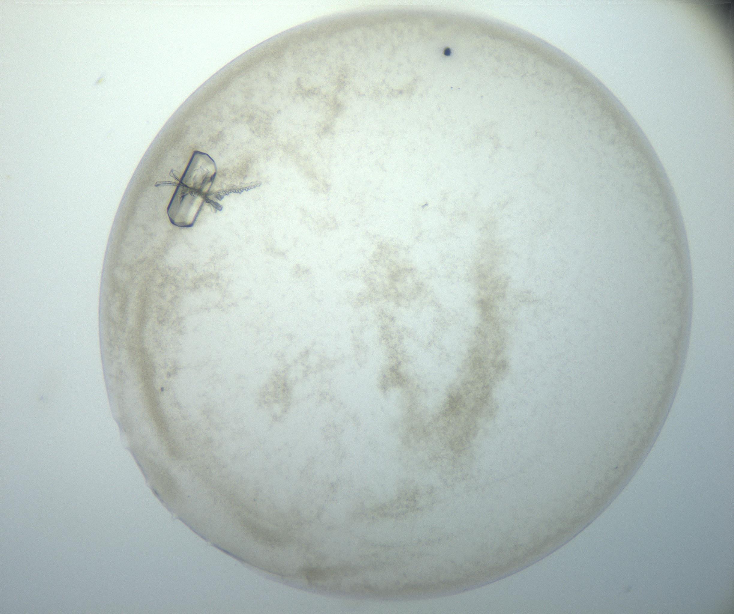 RI01_03_000_0212_Proj1_Clon1_MC_0000MC102827_005_161018_02_06_02_00_99_002_001_RAI.jpg
