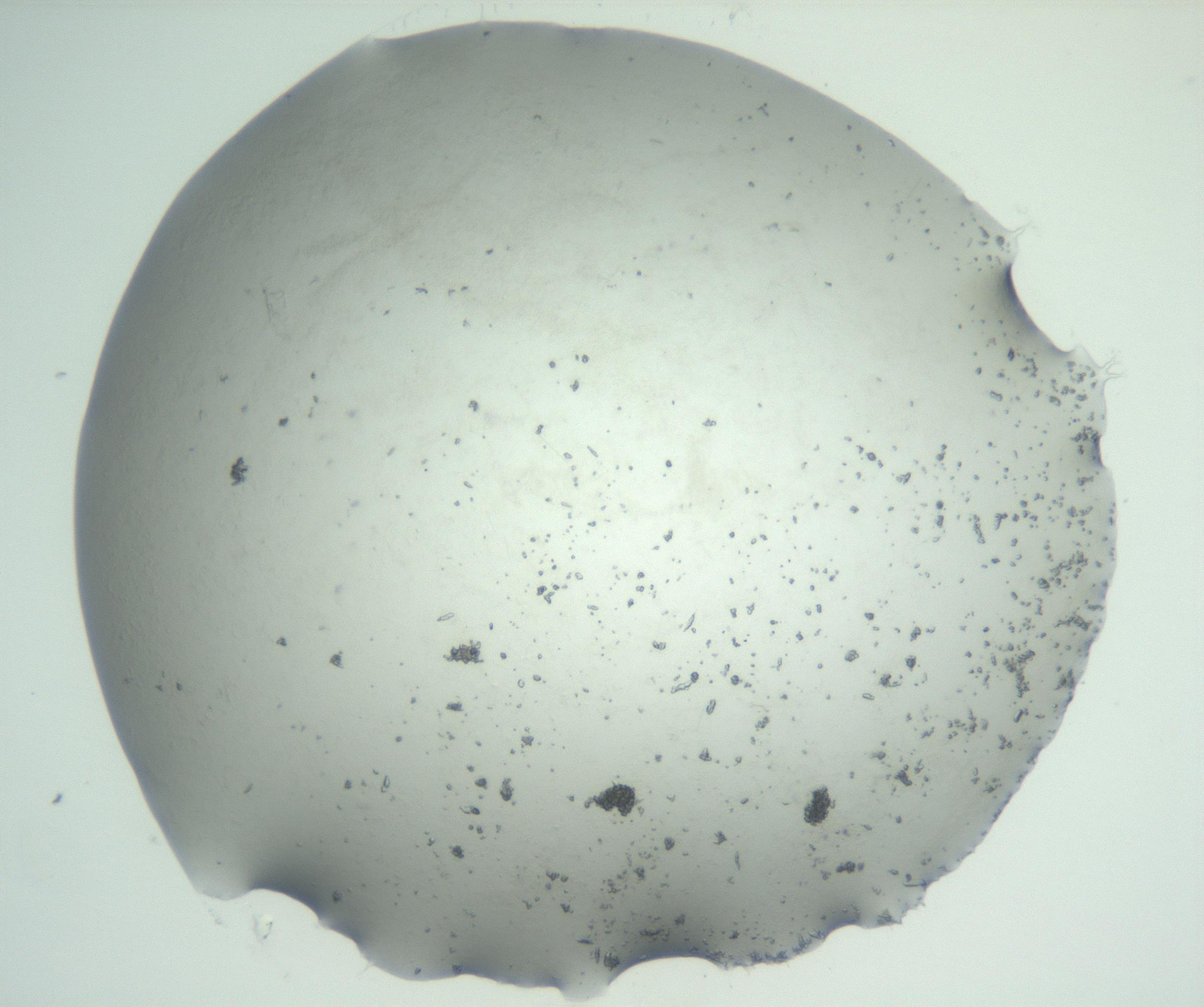 RI01_03_000_0212_Proj1_Clon1_MC_0000MC102829_002_161015_05_03_02_00_99_002_001_RAI.jpg