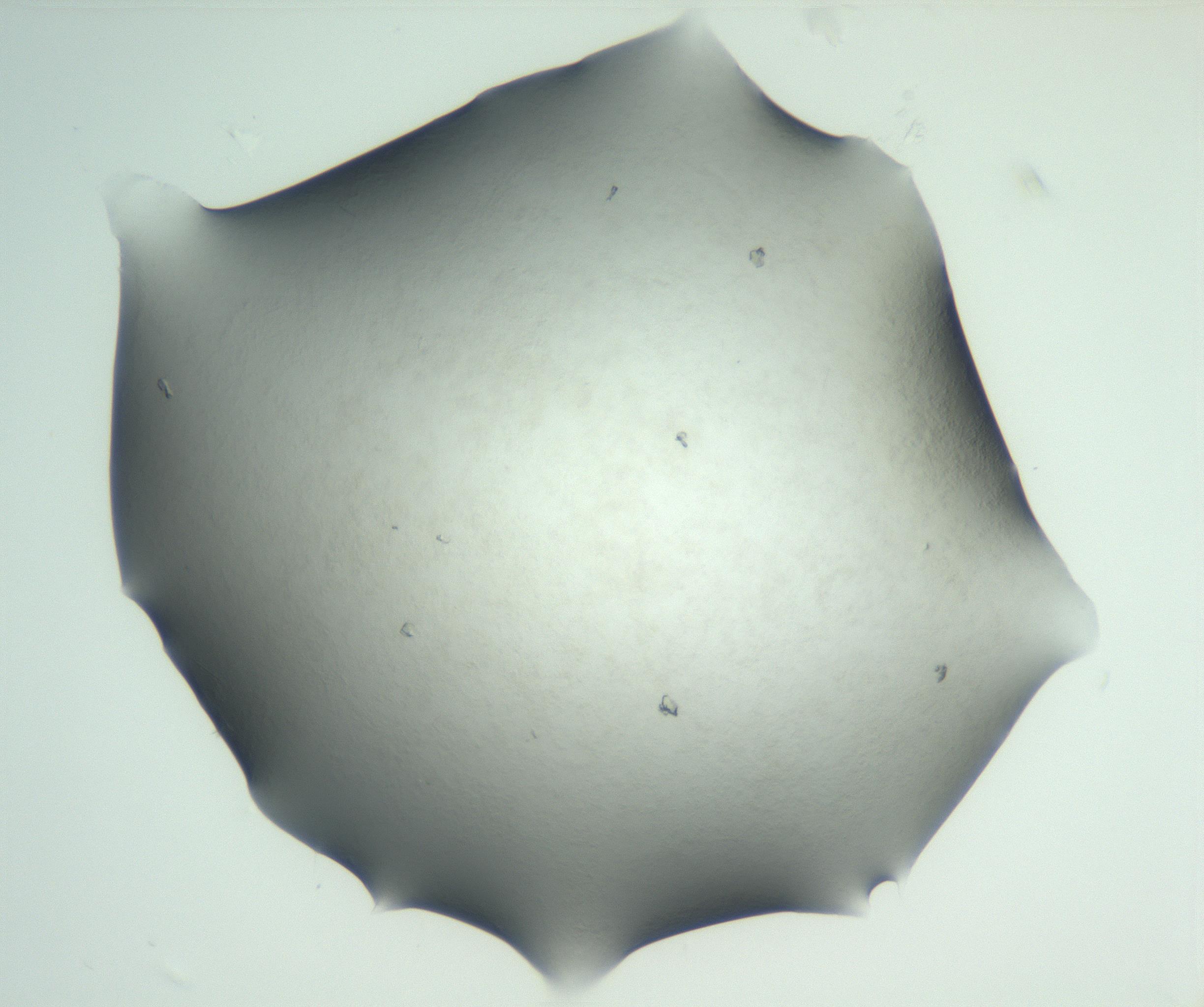 RI01_03_000_0212_Proj1_Clon1_MC_0000MC102829_002_161015_07_04_02_00_99_002_001_RAI.jpg