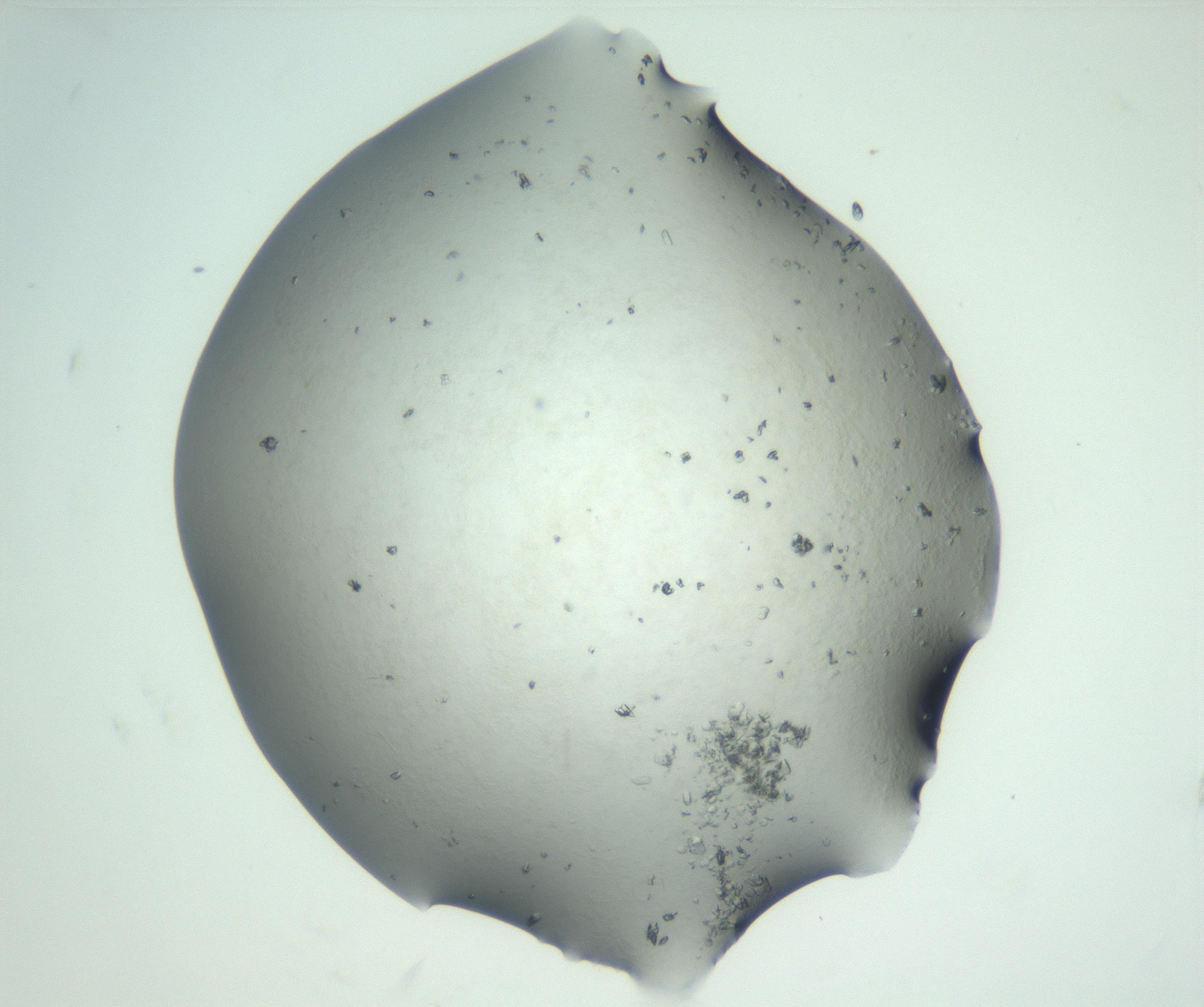 RI01_03_000_0212_Proj1_Clon1_MC_0000MC102829_002_161015_08_05_02_00_99_002_001_RAI.jpg