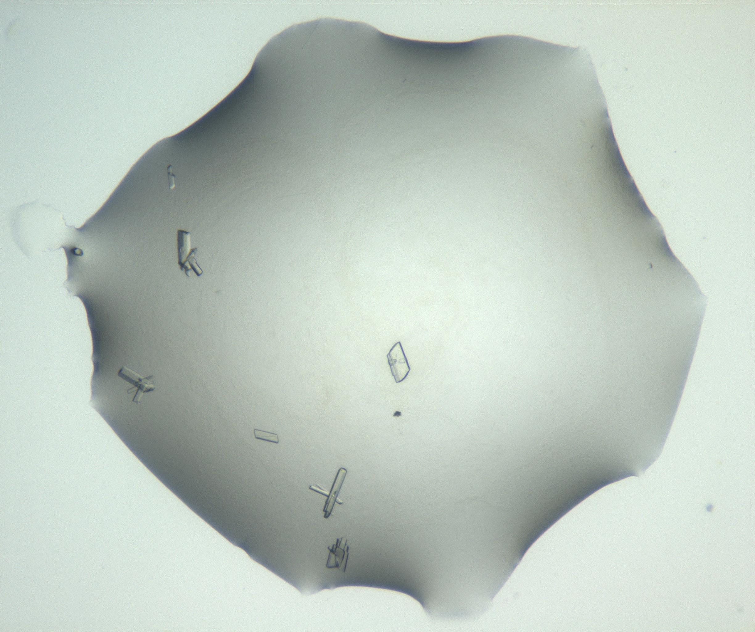RI01_03_000_0212_Proj1_Clon1_MC_0000MC102829_002_161015_09_04_02_00_99_002_001_RAI.jpg