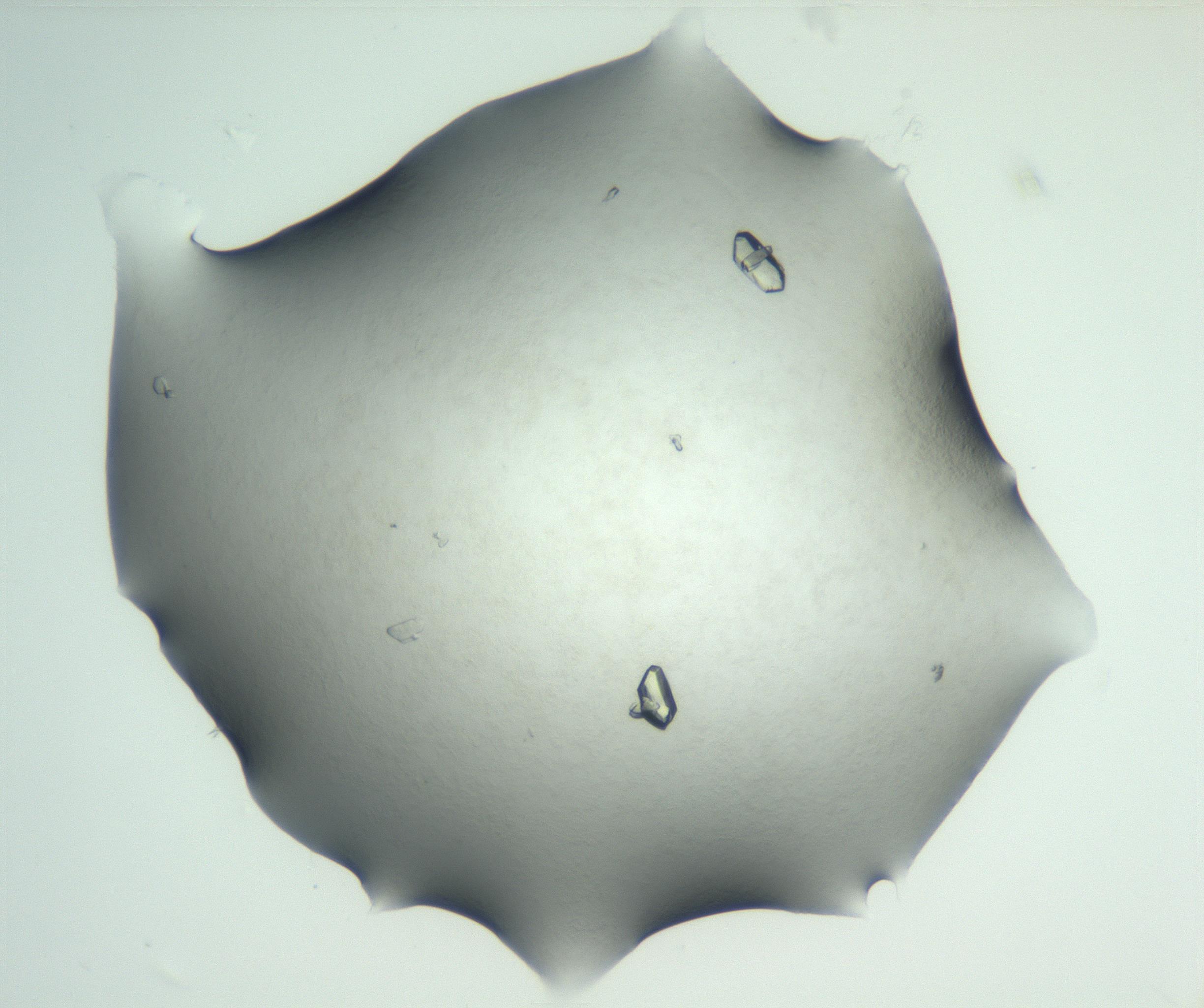 RI01_03_000_0212_Proj1_Clon1_MC_0000MC102829_003_161017_07_04_02_00_99_002_001_RAI.jpg
