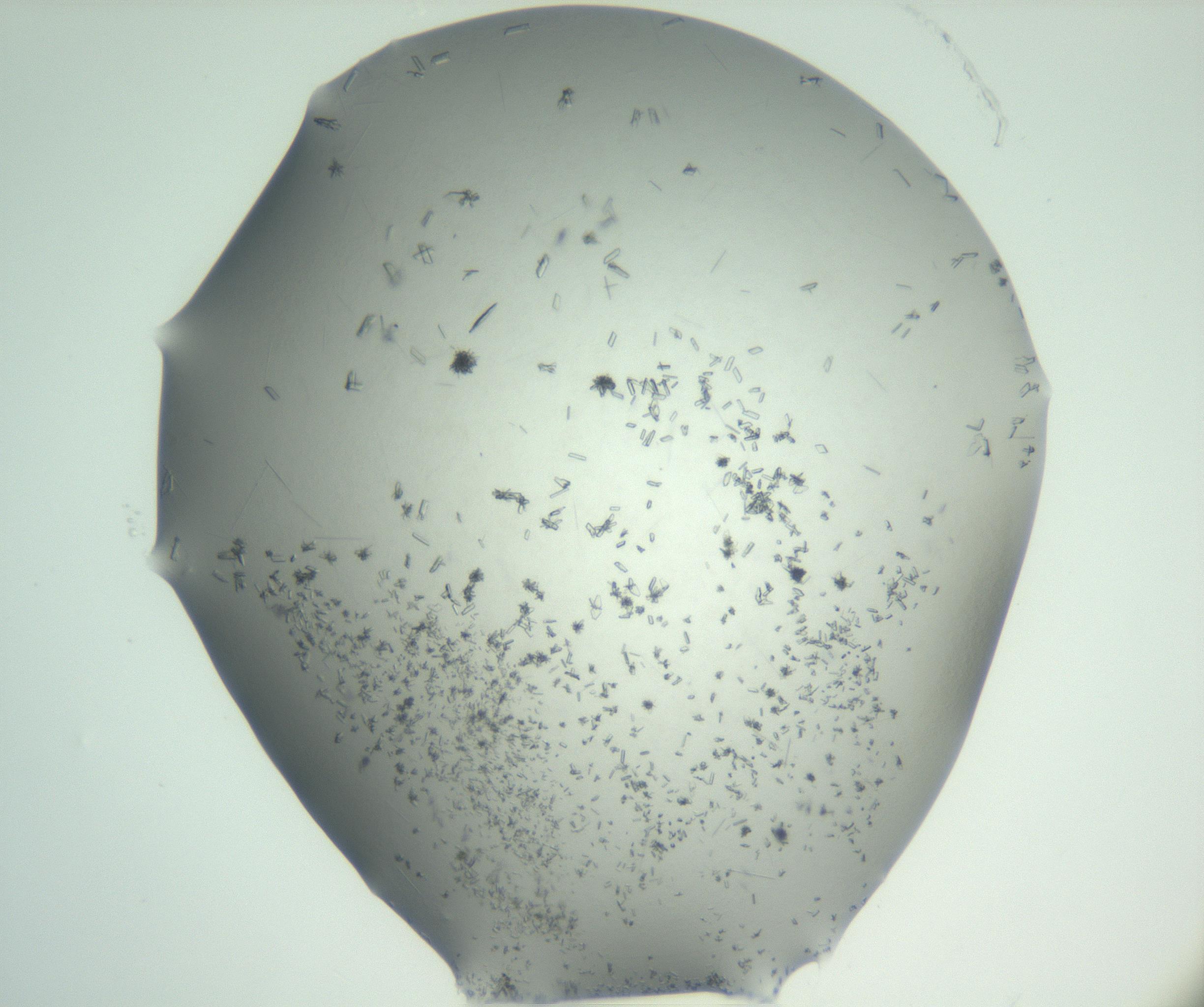 RI01_03_000_0212_Proj1_Clon1_MC_0000MC102830_002_161015_01_03_02_00_99_002_001_RAI.jpg