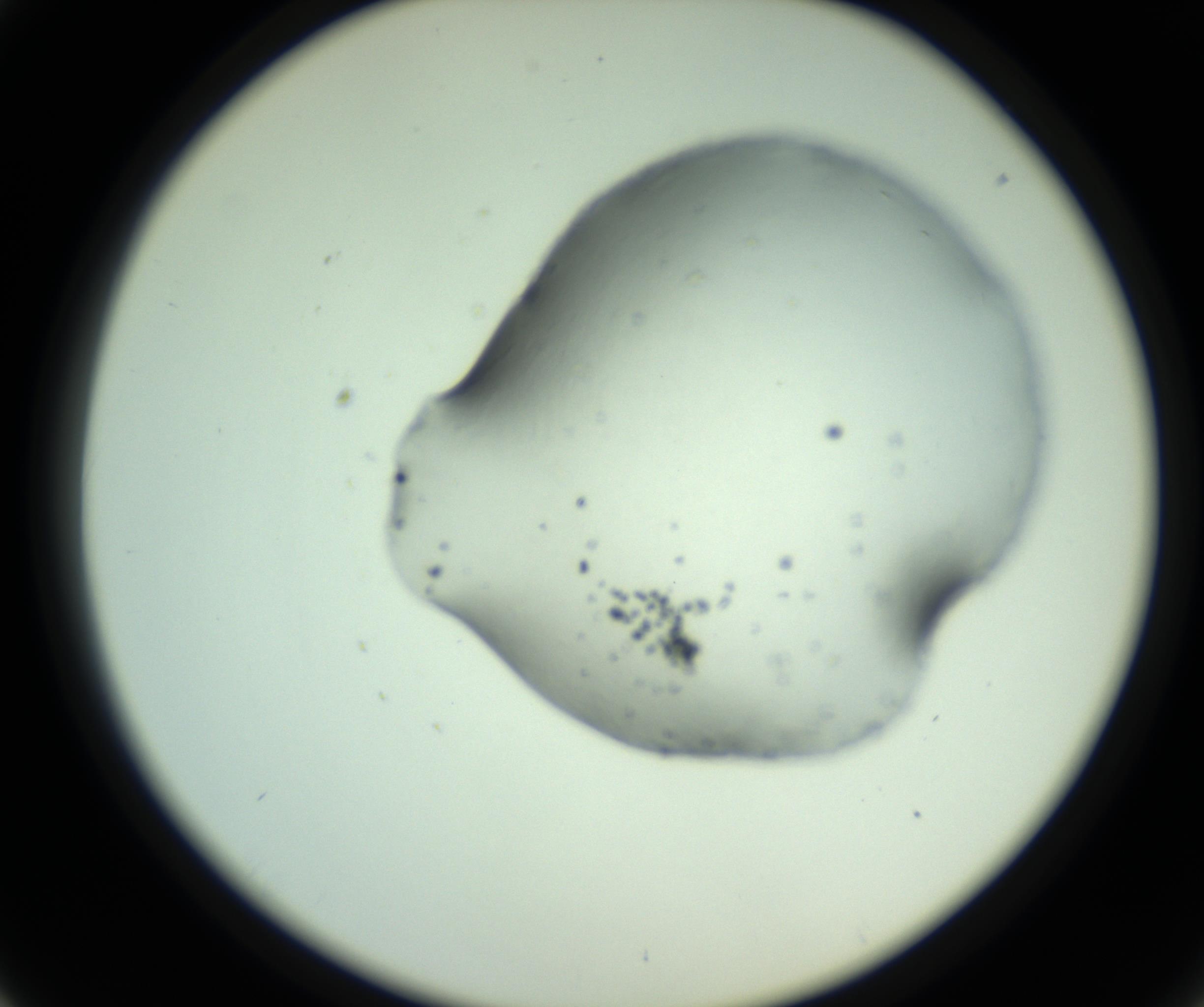 RI01_03_000_0212_Proj1_Clon1_MC_0000MC102830_002_161015_01_04_02_00_98_002_001_RAI.jpg