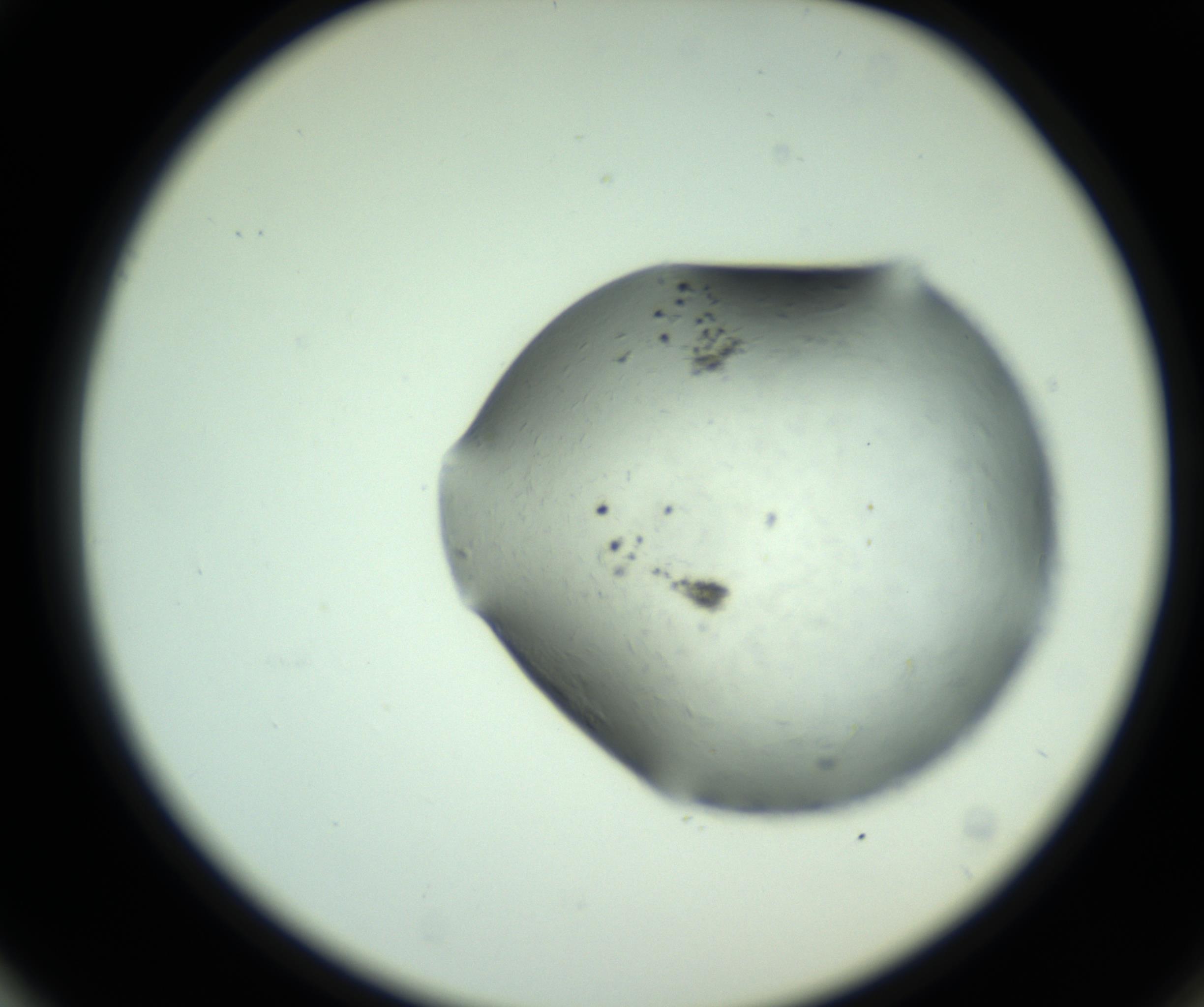 RI01_03_000_0212_Proj1_Clon1_MC_0000MC102830_002_161015_01_05_02_00_98_002_001_RAI.jpg