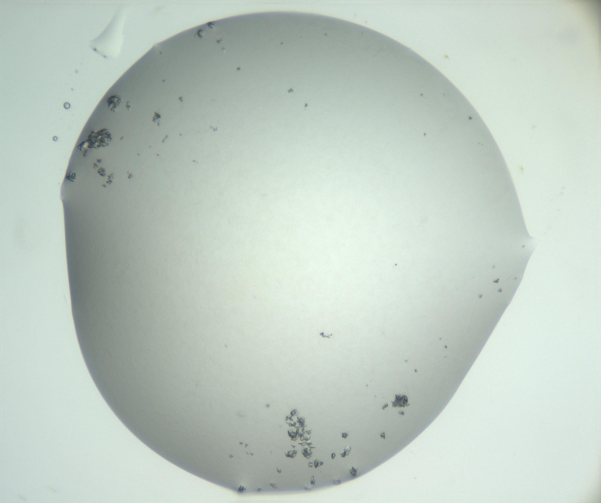 RI01_03_000_0212_Proj1_Clon1_MC_0000MC102830_002_161015_03_05_02_00_99_002_001_RAI.jpg