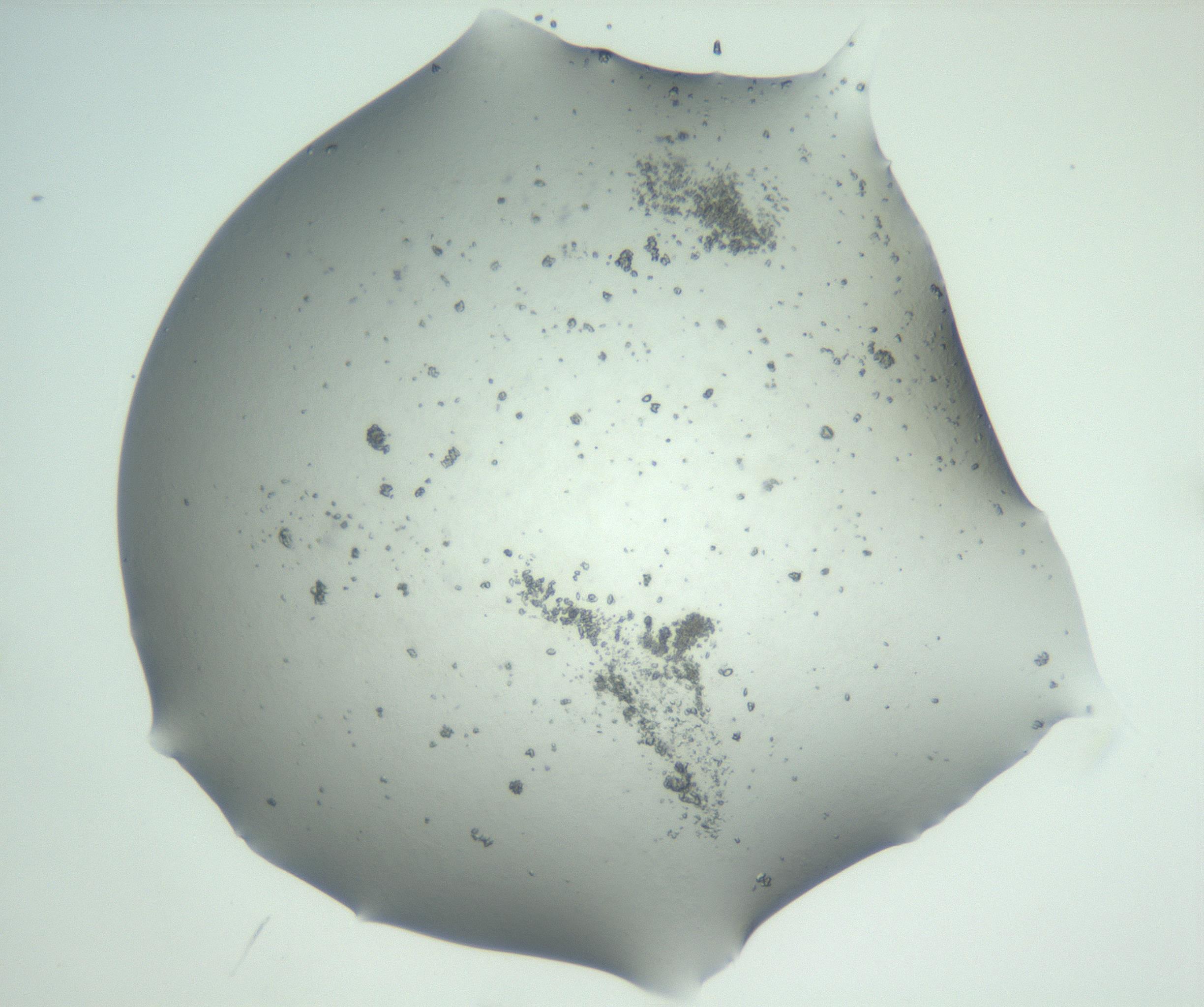 RI01_03_000_0212_Proj1_Clon1_MC_0000MC102830_002_161015_08_05_02_00_99_002_001_RAI.jpg