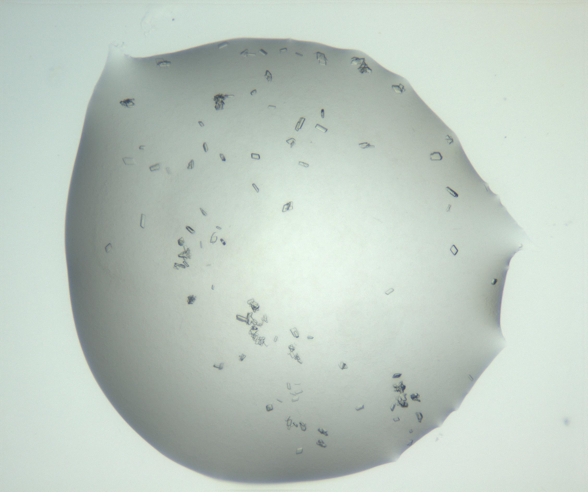 RI01_03_000_0212_Proj1_Clon1_MC_0000MC102830_002_161015_09_04_02_00_99_002_001_RAI.jpg