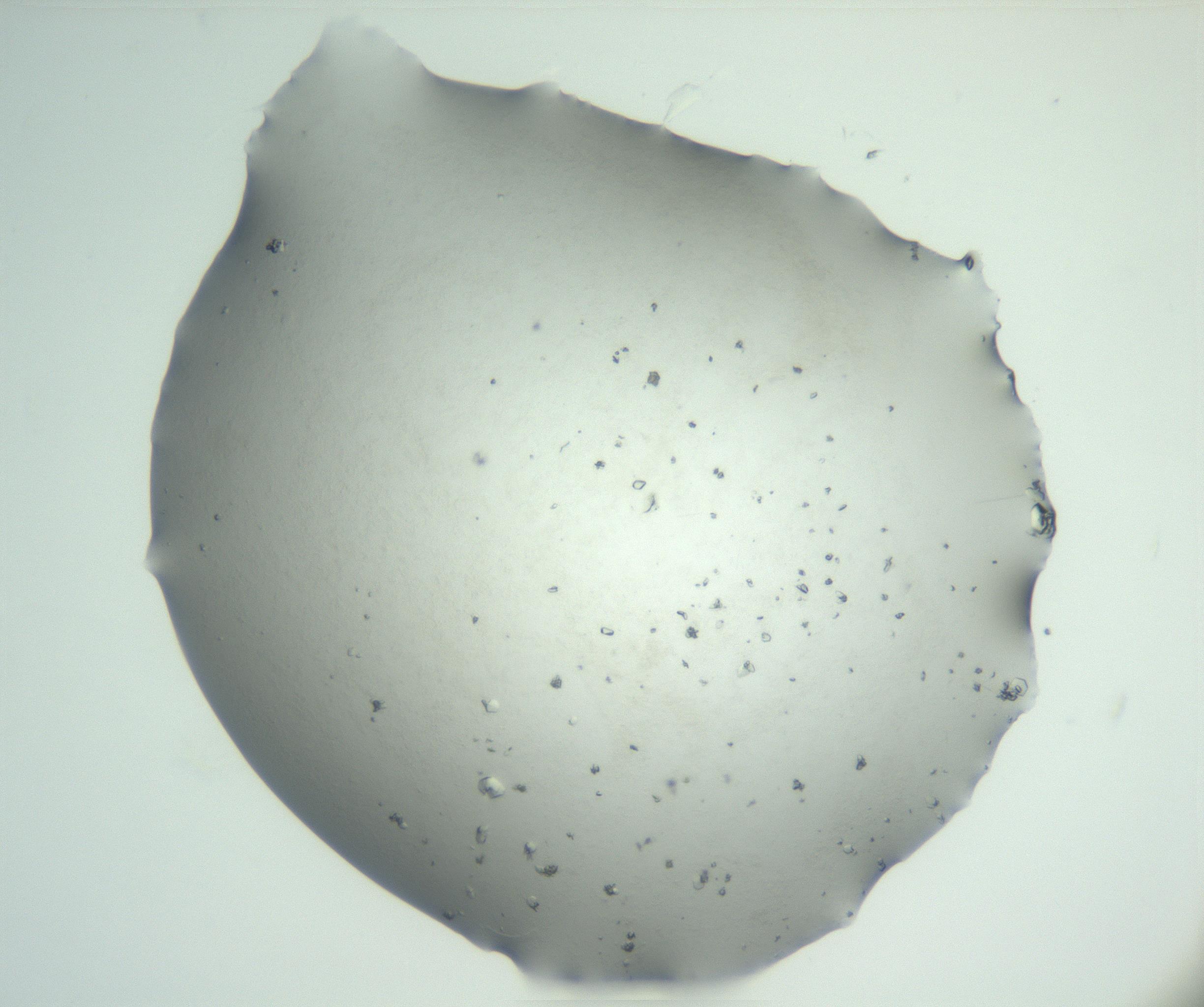 RI01_03_000_0212_Proj1_Clon1_MC_0000MC102830_003_161017_05_03_02_00_99_002_001_RAI.jpg