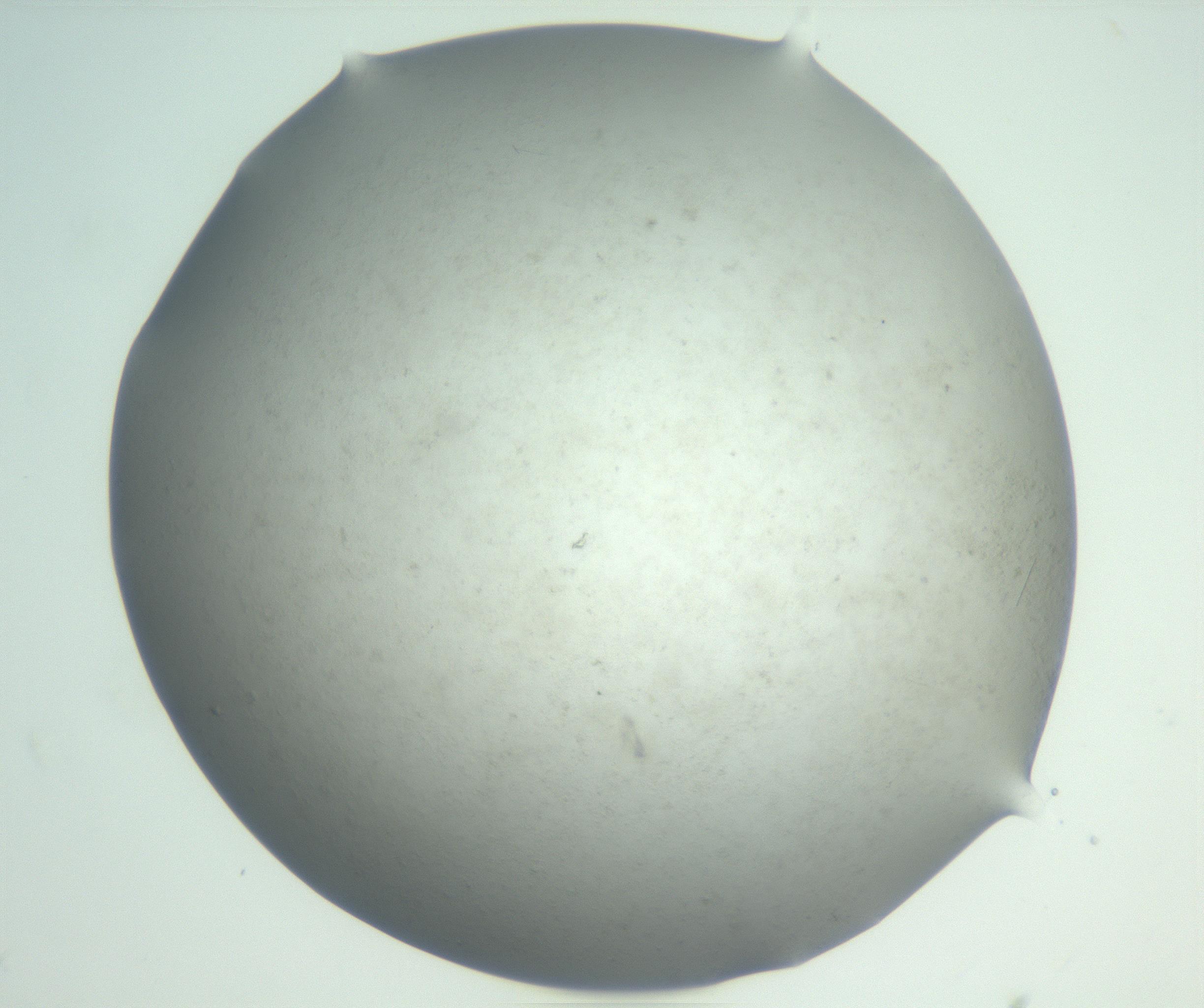 RI01_03_000_0212_Proj1_Clon1_MC_0000MC102830_003_161017_08_07_02_00_99_002_001_RAI.jpg