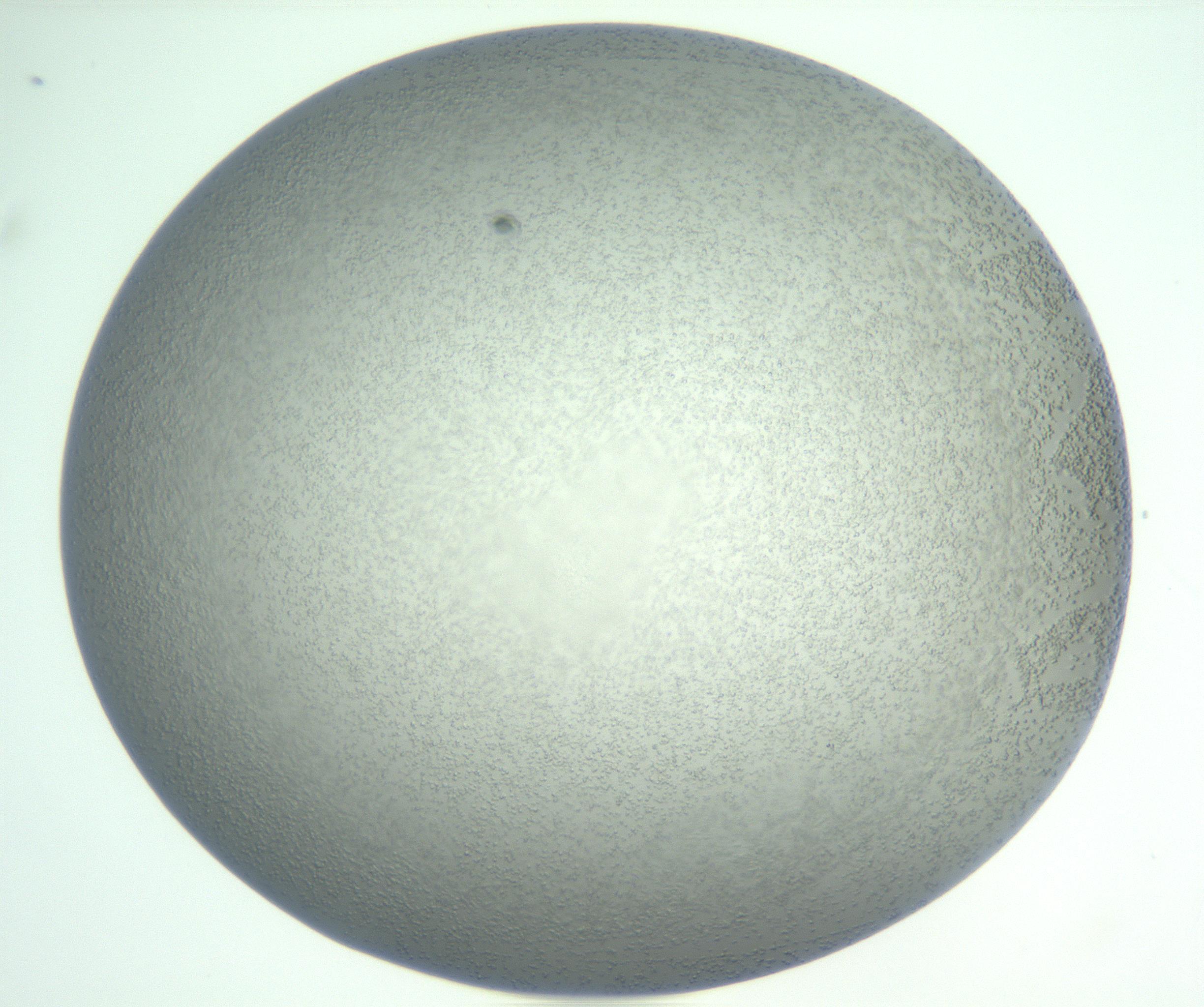 RI01_03_000_0212_Proj1_Clon1_MC_0000MC102833_007_161029_04_07_01_00_99_002_001_RAI.jpg
