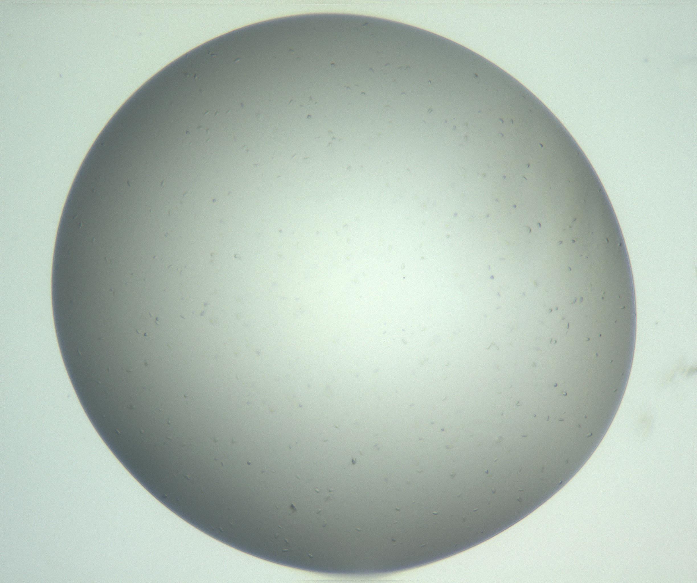 RI01_03_000_0212_Proj1_Clon1_MC_0000MC102833_011_161126_01_04_01_00_99_002_001_RAI.jpg