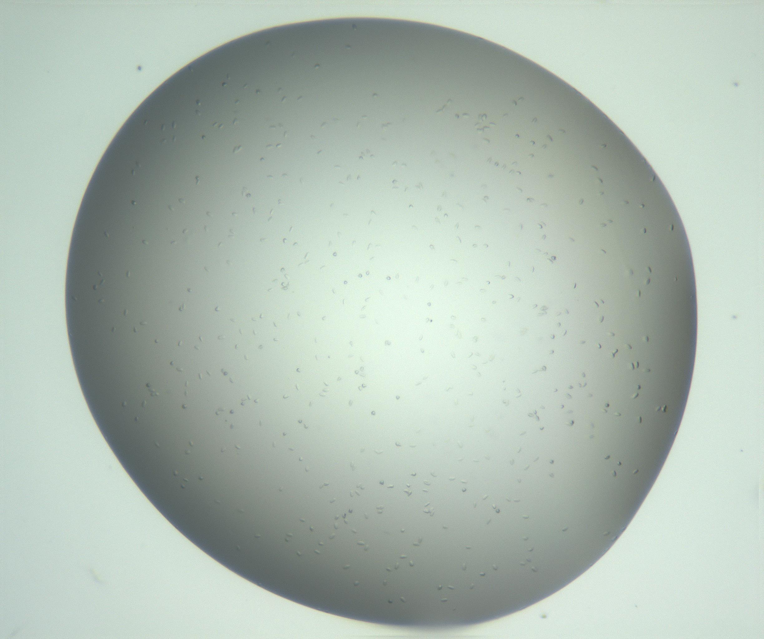 RI01_03_000_0212_Proj1_Clon1_MC_0000MC102833_011_161126_11_03_01_00_99_002_001_RAI.jpg