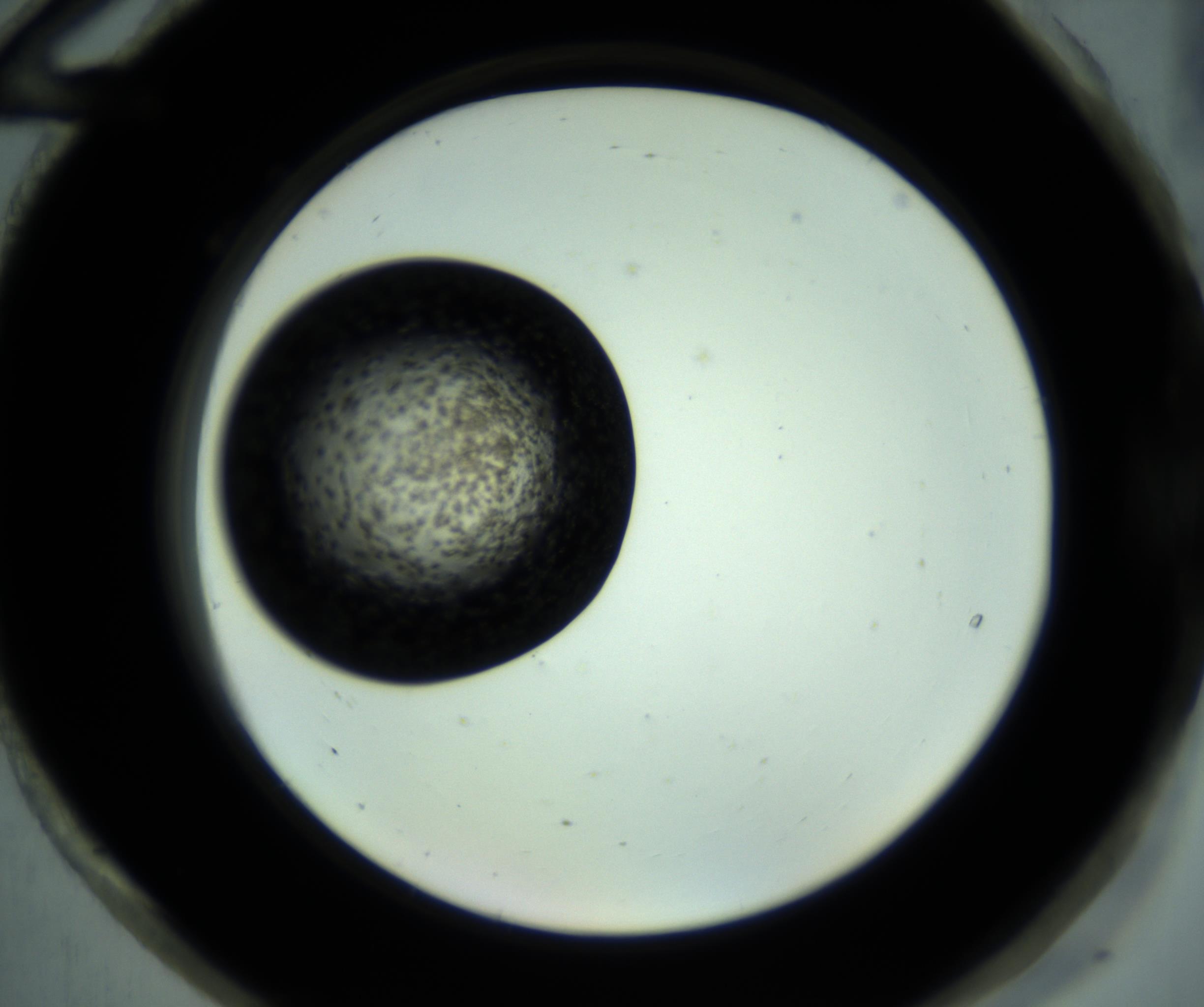 RI01_03_000_0212_Proj1_Clon1_MC_0000MC102835_004_161020_12_08_02_00_98_002_001_RAI.jpg