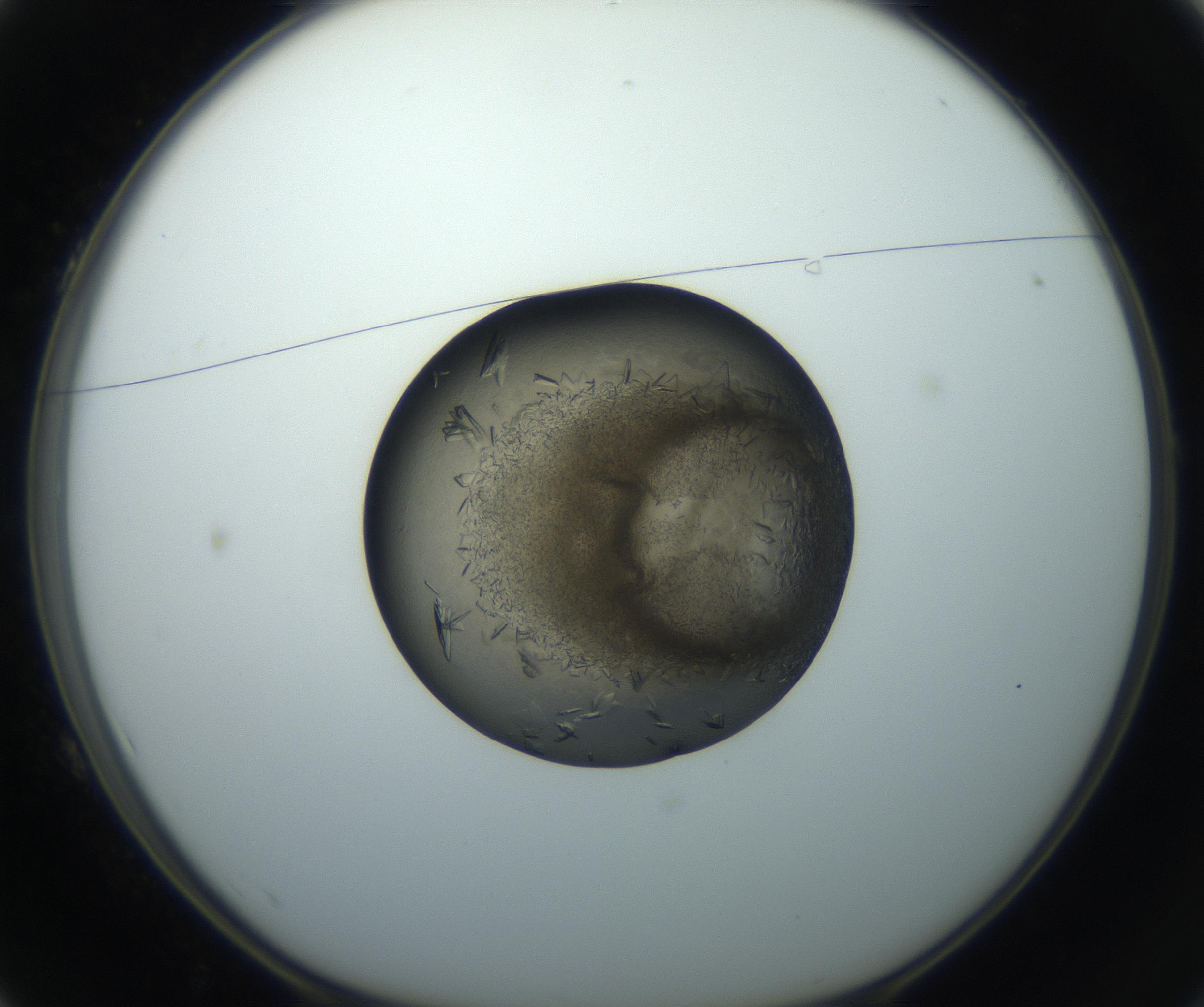 RI01_03_000_0212_Proj1_Clon1_MC_0000MC102851_002_161005_01_01_01_00_99_002_001_RAI.jpg