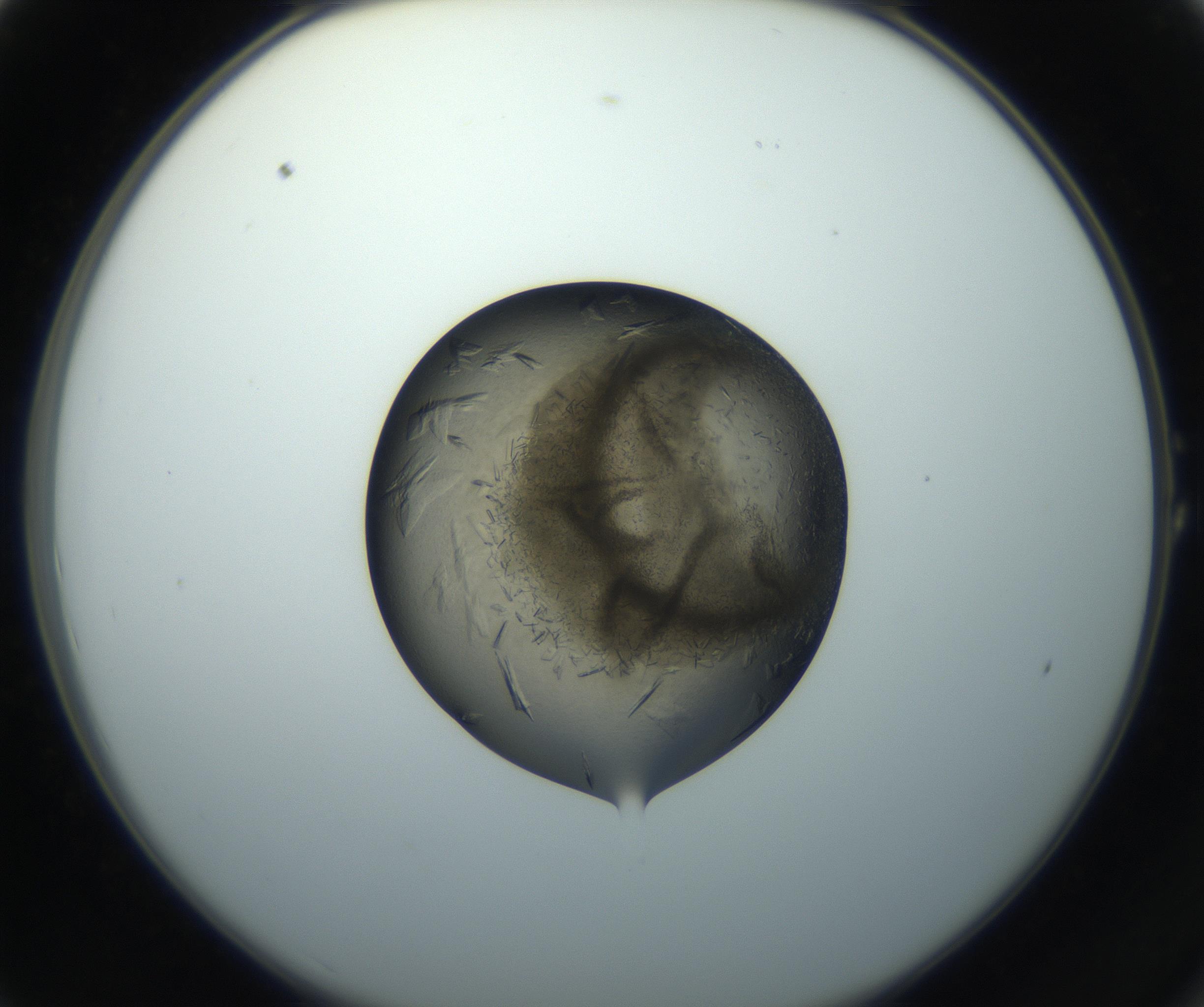 RI01_03_000_0212_Proj1_Clon1_MC_0000MC102851_002_161005_01_01_02_00_99_002_001_RAI.jpg