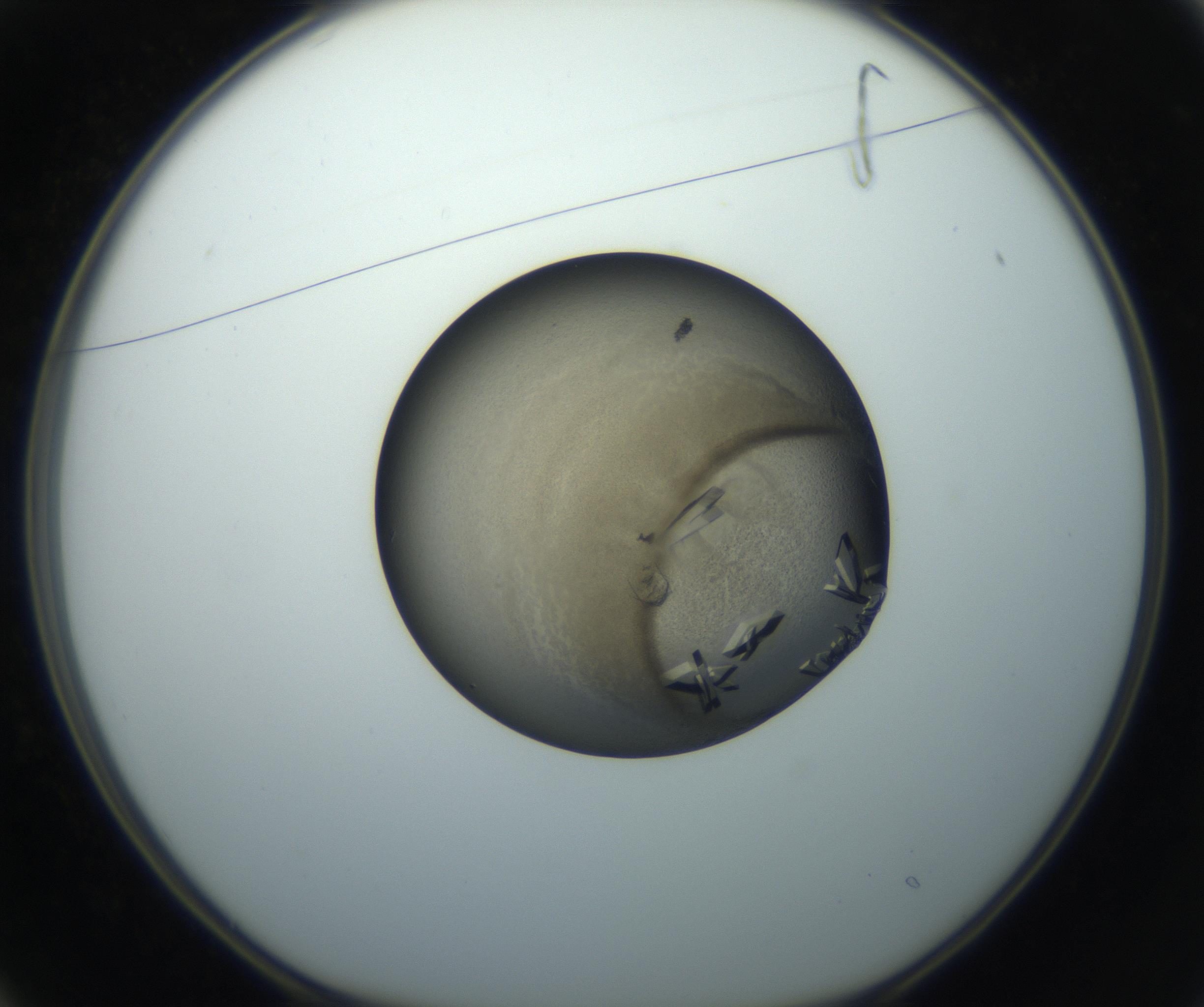 RI01_03_000_0212_Proj1_Clon1_MC_0000MC102851_002_161005_01_02_01_00_99_002_001_RAI.jpg