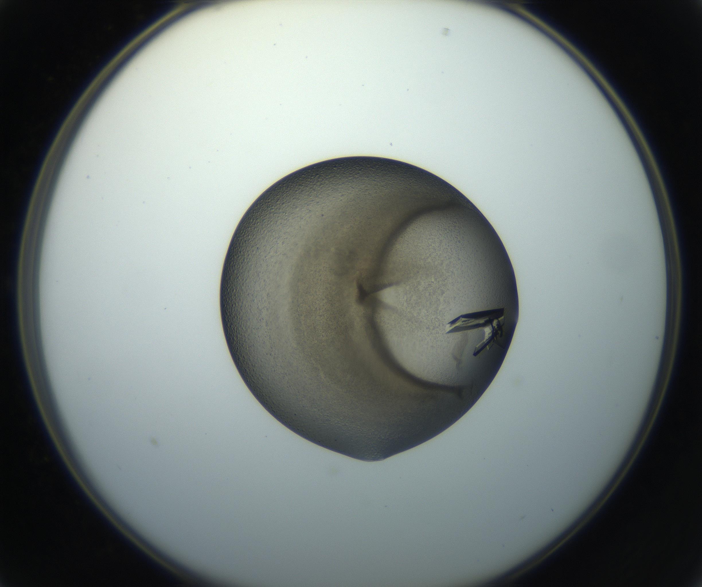 RI01_03_000_0212_Proj1_Clon1_MC_0000MC102851_002_161005_01_02_02_00_99_002_001_RAI.jpg