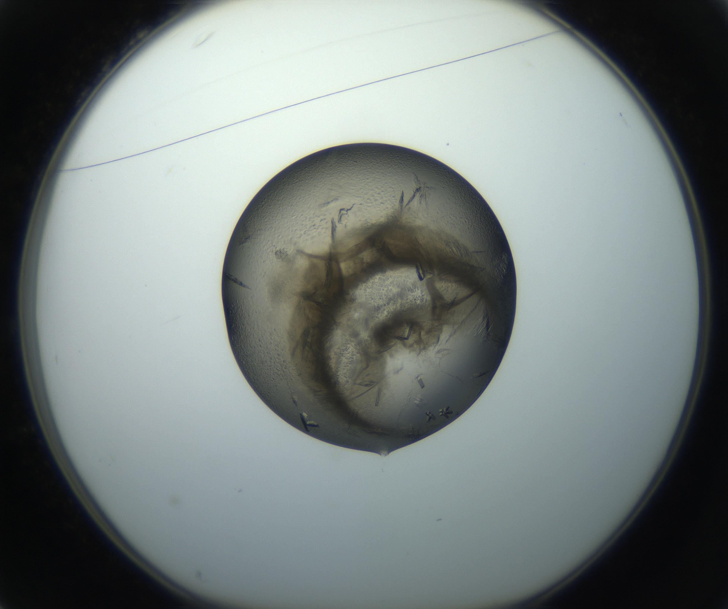 RI01_03_000_0212_Proj1_Clon1_MC_0000MC102851_002_161005_01_03_01_00_99_002_001_RAI.jpg
