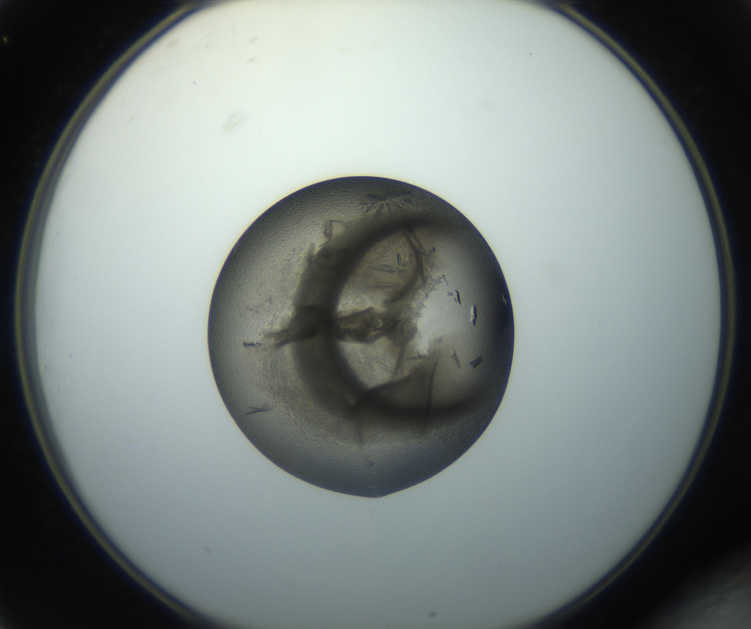 RI01_03_000_0212_Proj1_Clon1_MC_0000MC102851_002_161005_01_03_02_00_99_002_001_RAI.jpg