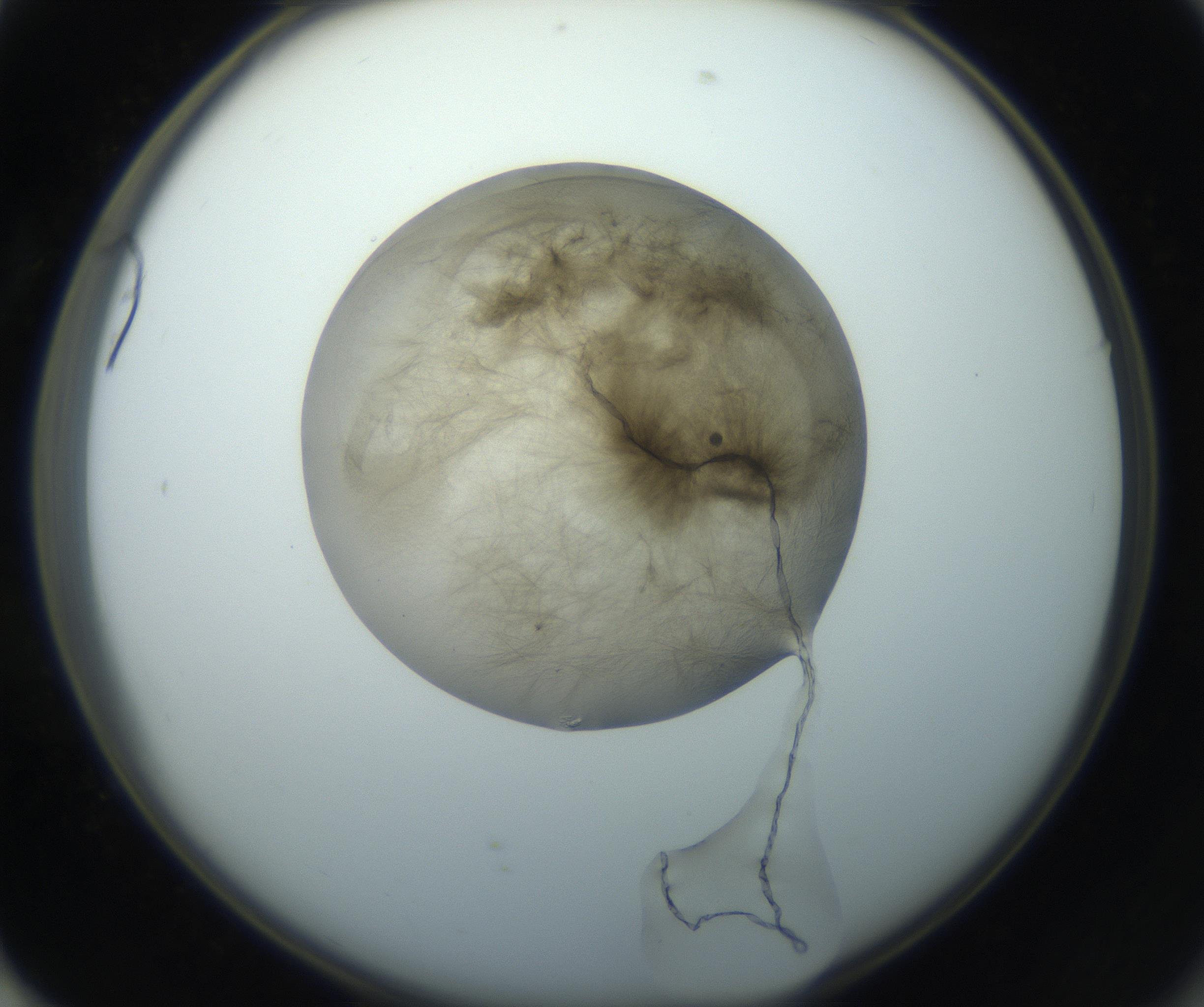 RI01_03_000_0212_Proj1_Clon1_MC_0000MC102851_002_161005_01_07_02_00_99_002_001_RAI.jpg