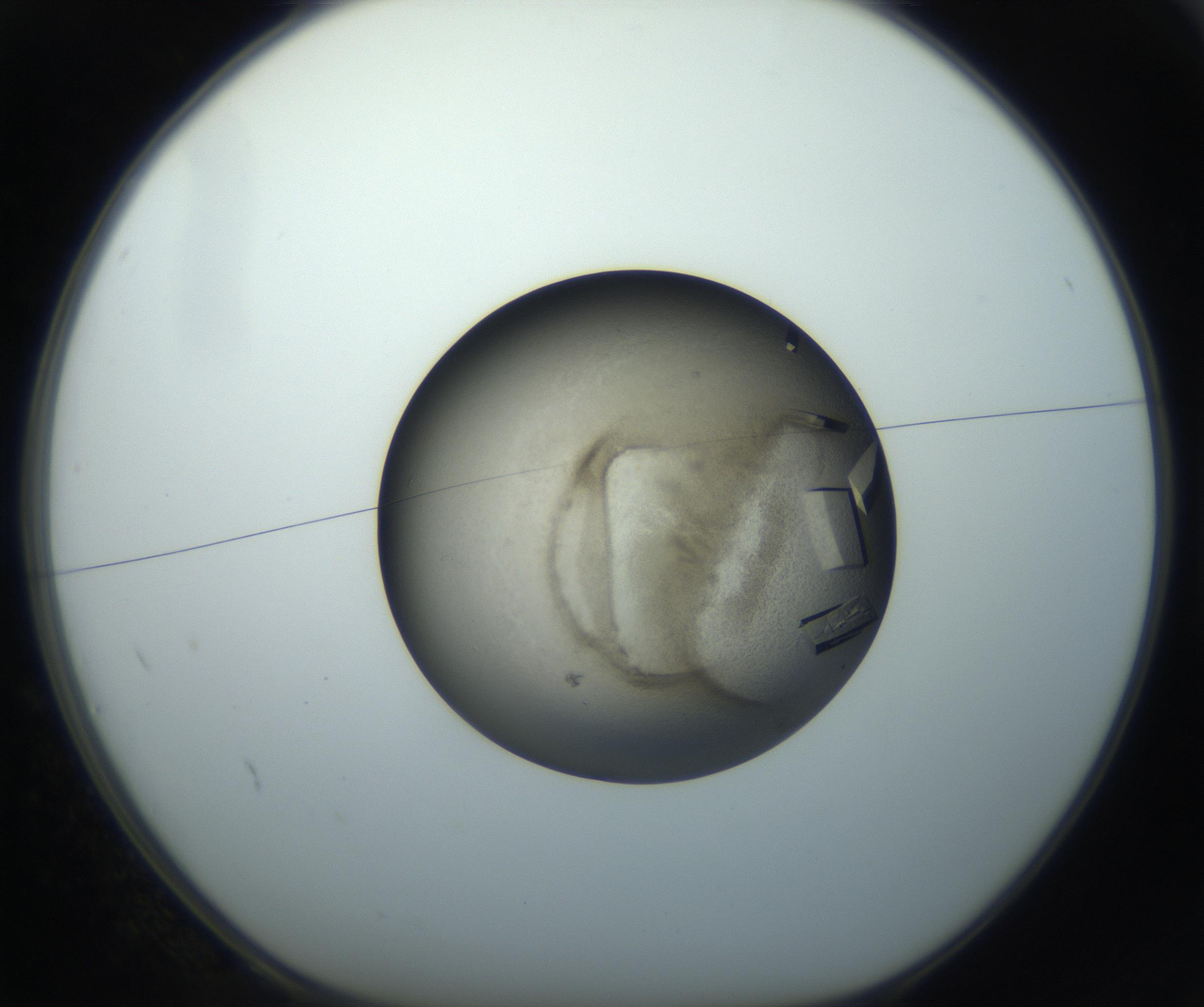 RI01_03_000_0212_Proj1_Clon1_MC_0000MC102851_002_161005_02_01_01_00_99_002_001_RAI.jpg