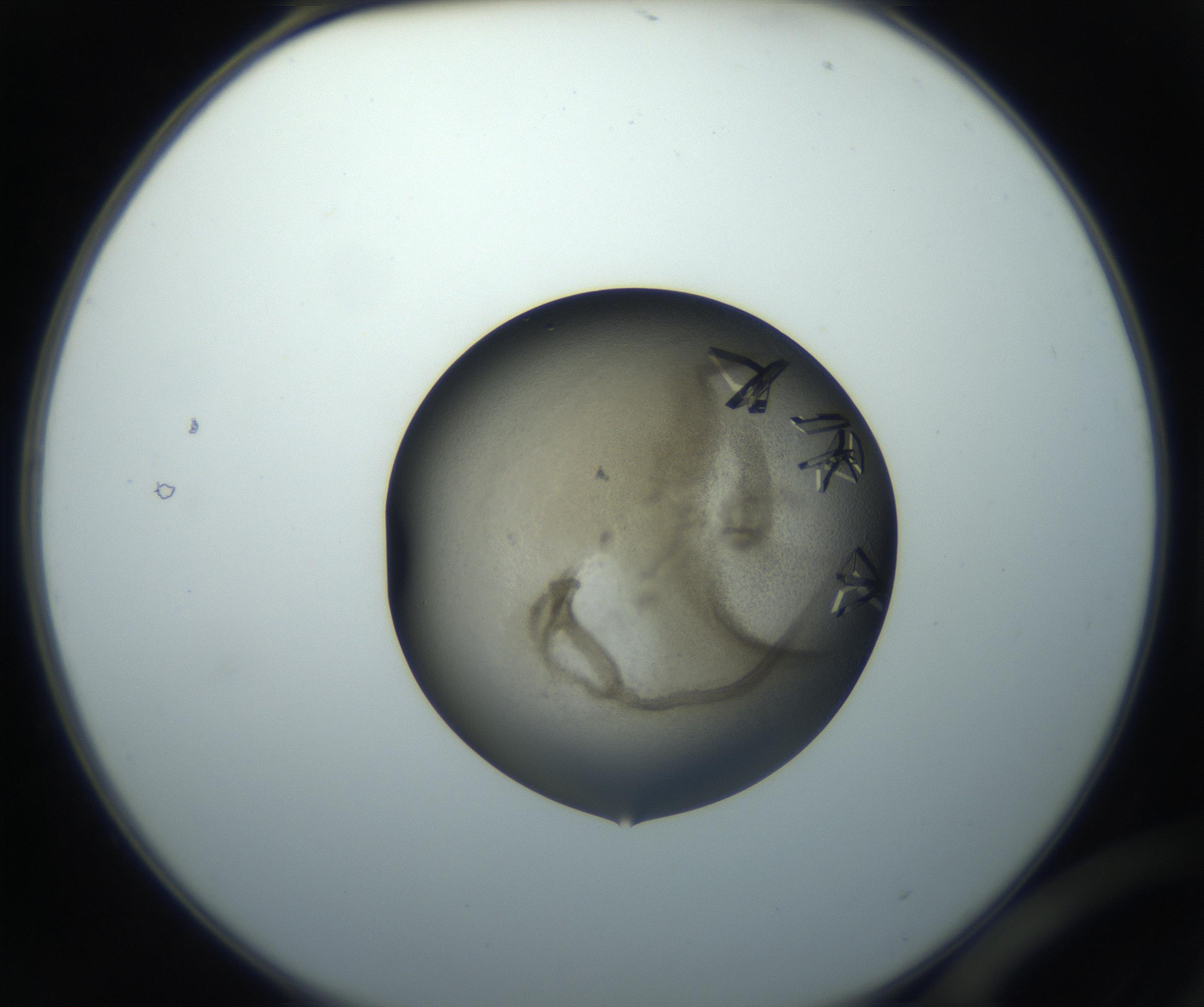 RI01_03_000_0212_Proj1_Clon1_MC_0000MC102851_002_161005_02_01_02_00_99_002_001_RAI.jpg
