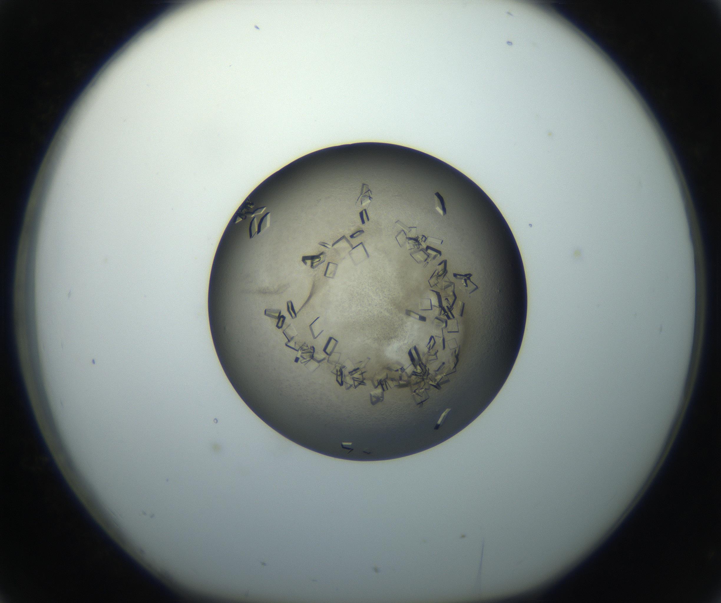 RI01_03_000_0212_Proj1_Clon1_MC_0000MC102851_002_161005_02_03_01_00_99_002_001_RAI.jpg