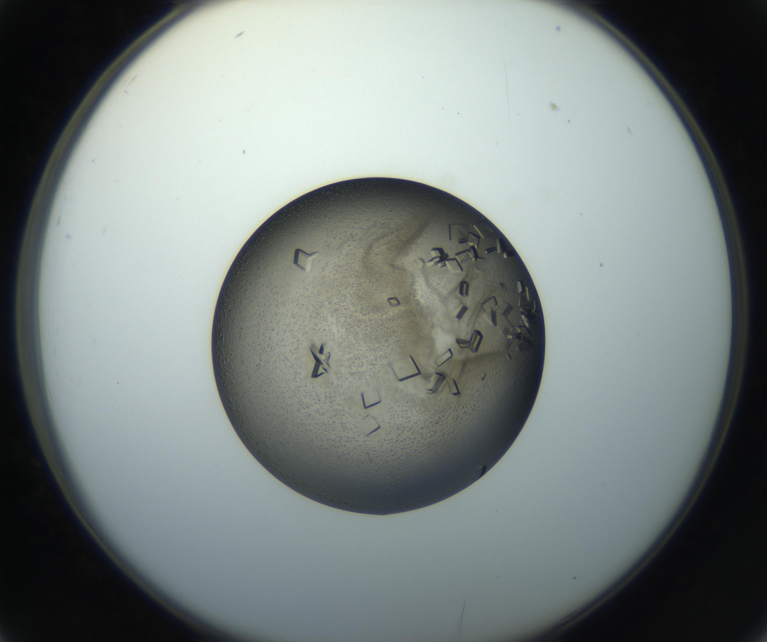 RI01_03_000_0212_Proj1_Clon1_MC_0000MC102851_002_161005_02_03_02_00_99_002_001_RAI.jpg