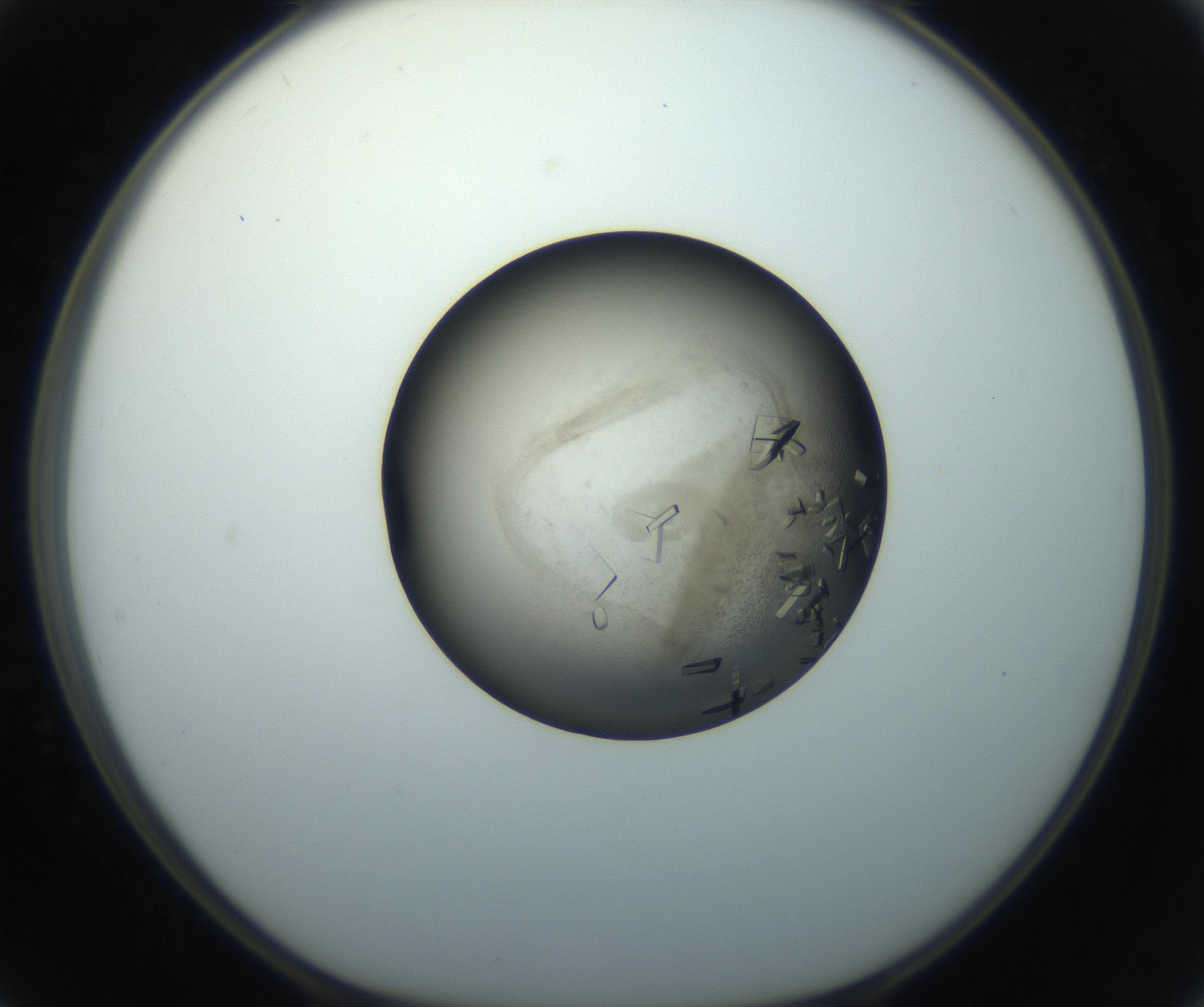RI01_03_000_0212_Proj1_Clon1_MC_0000MC102851_002_161005_02_05_01_00_99_002_001_RAI.jpg