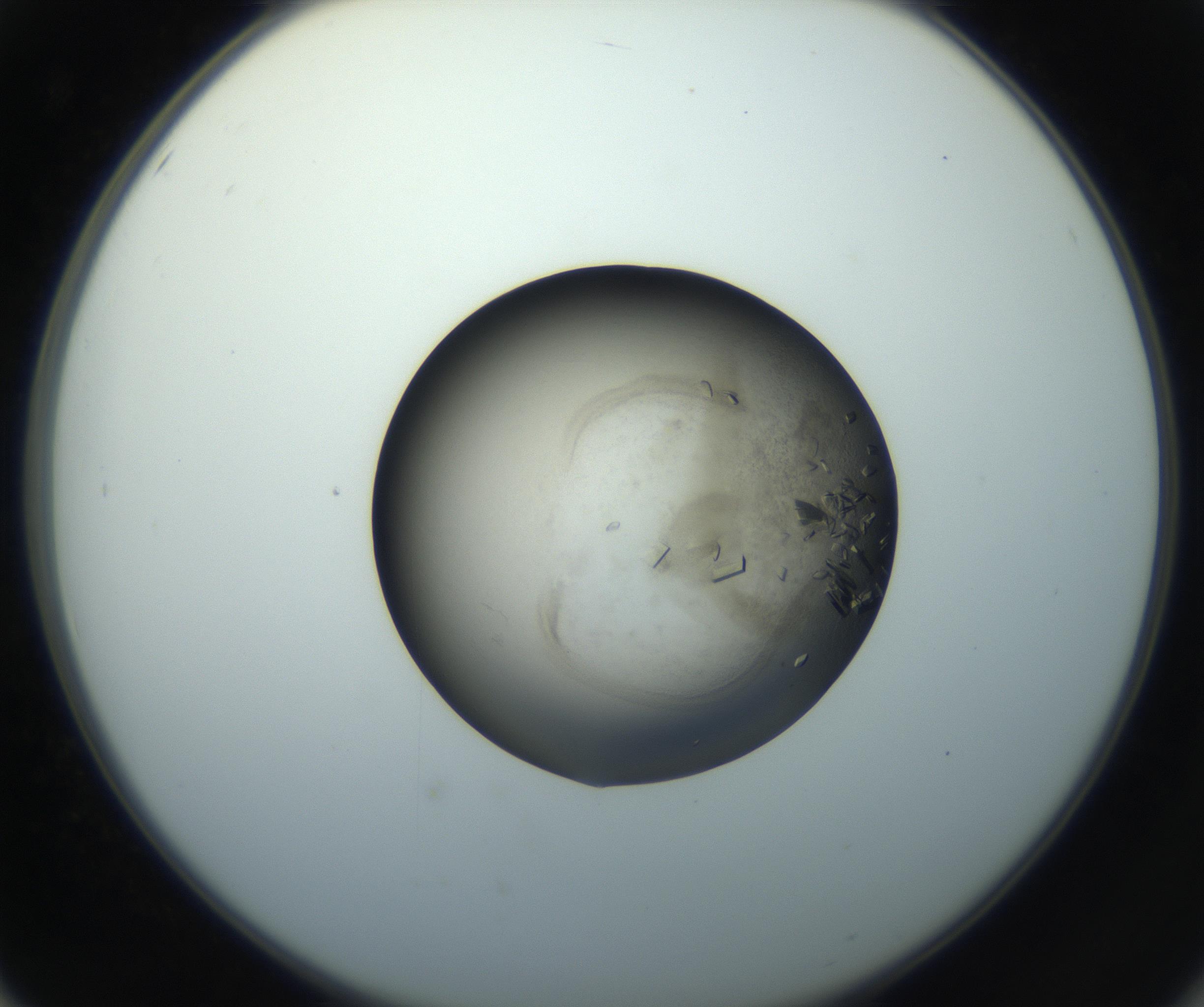 RI01_03_000_0212_Proj1_Clon1_MC_0000MC102851_002_161005_02_05_02_00_99_002_001_RAI.jpg