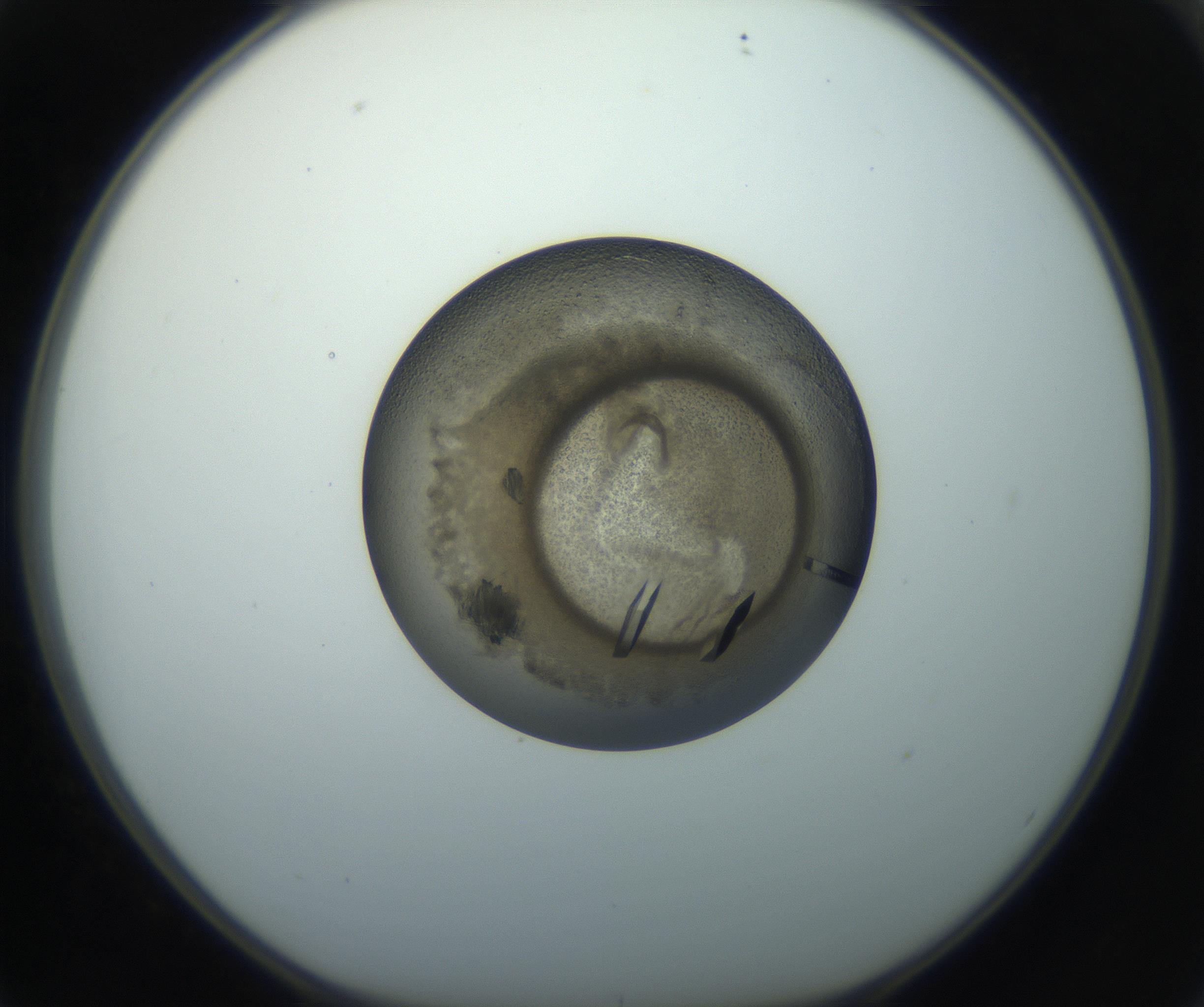 RI01_03_000_0212_Proj1_Clon1_MC_0000MC102851_002_161005_02_06_01_00_99_002_001_RAI.jpg