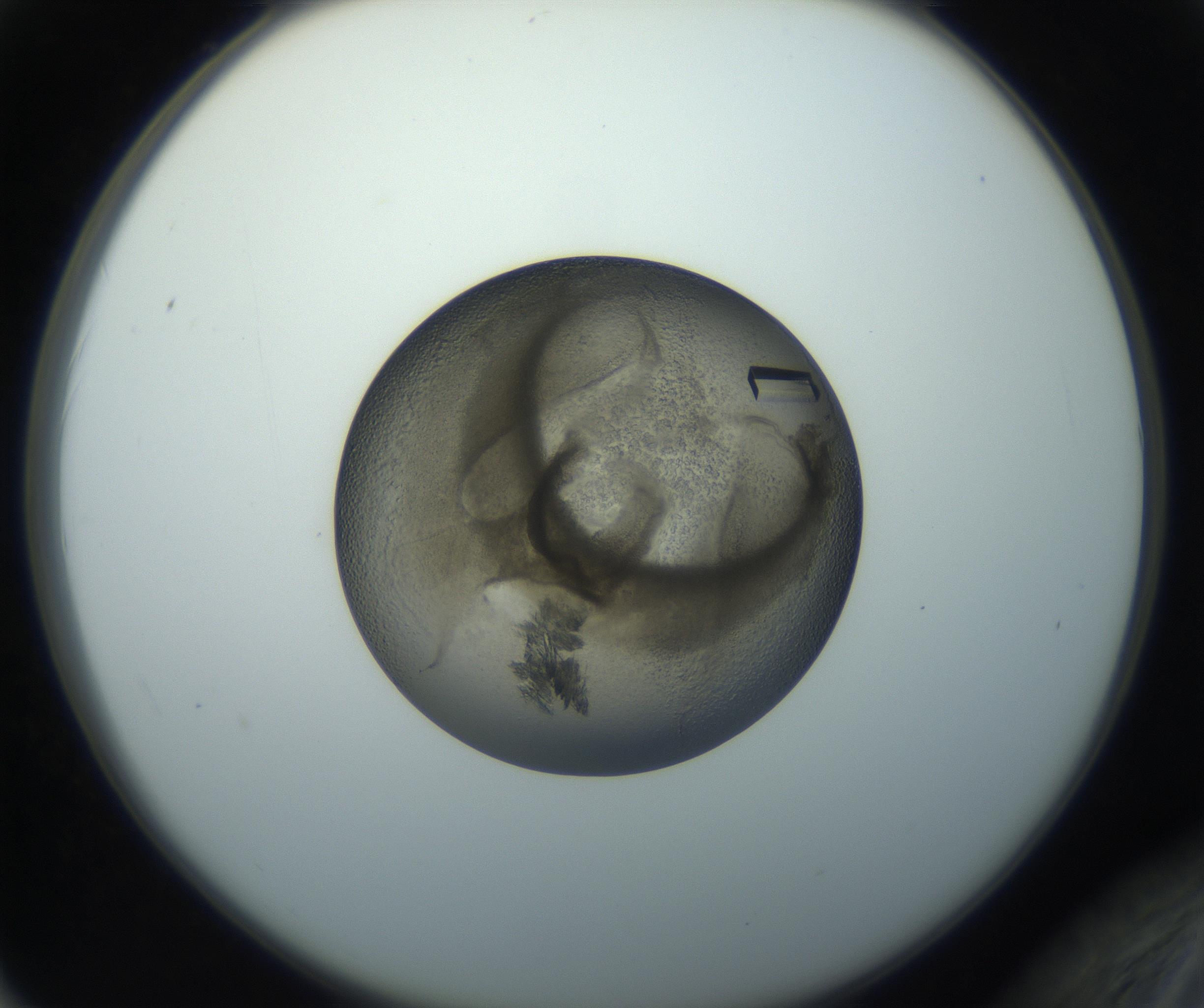 RI01_03_000_0212_Proj1_Clon1_MC_0000MC102851_002_161005_02_06_02_00_99_002_001_RAI.jpg