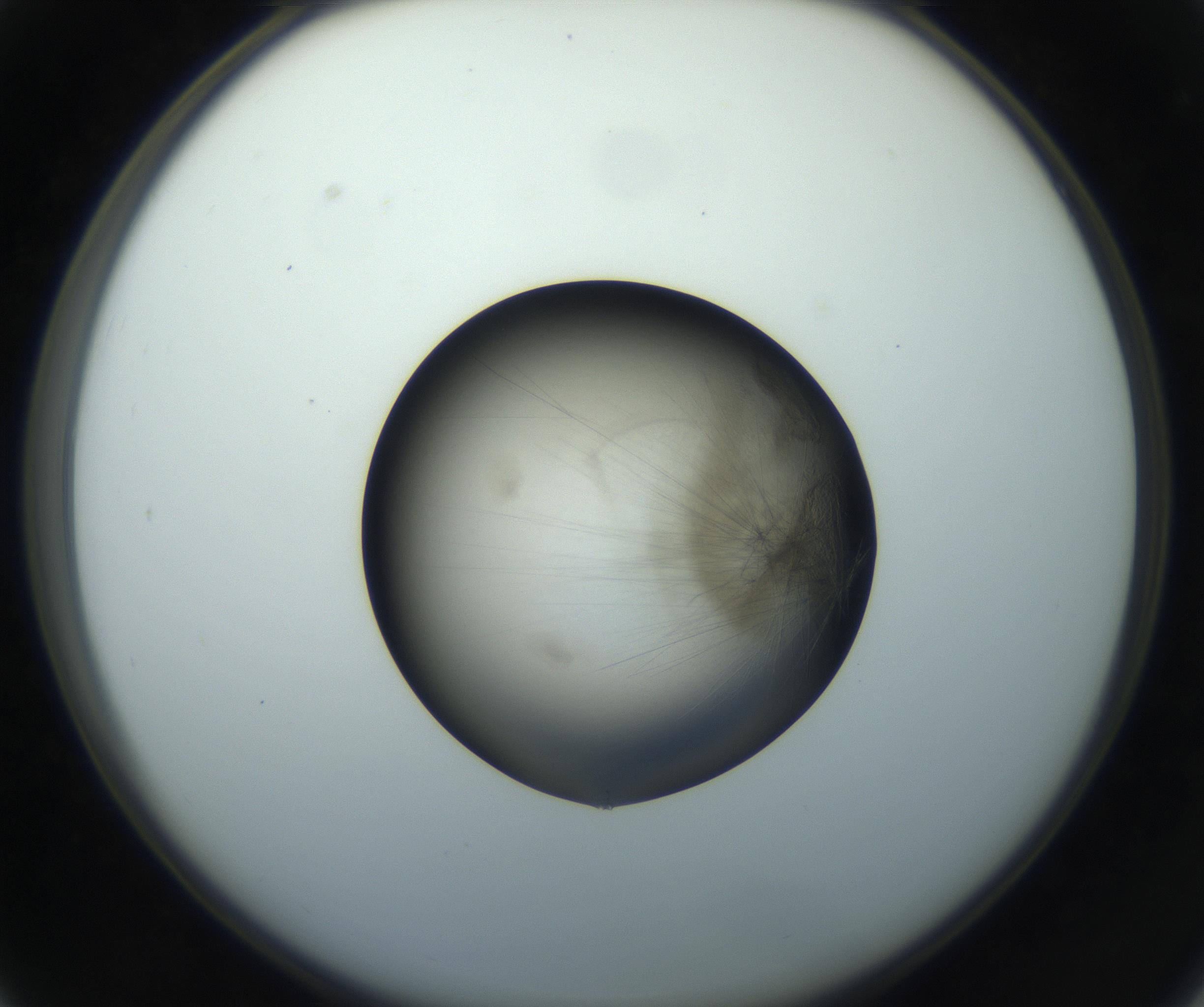 RI01_03_000_0212_Proj1_Clon1_MC_0000MC102851_002_161005_03_03_02_00_99_002_001_RAI.jpg