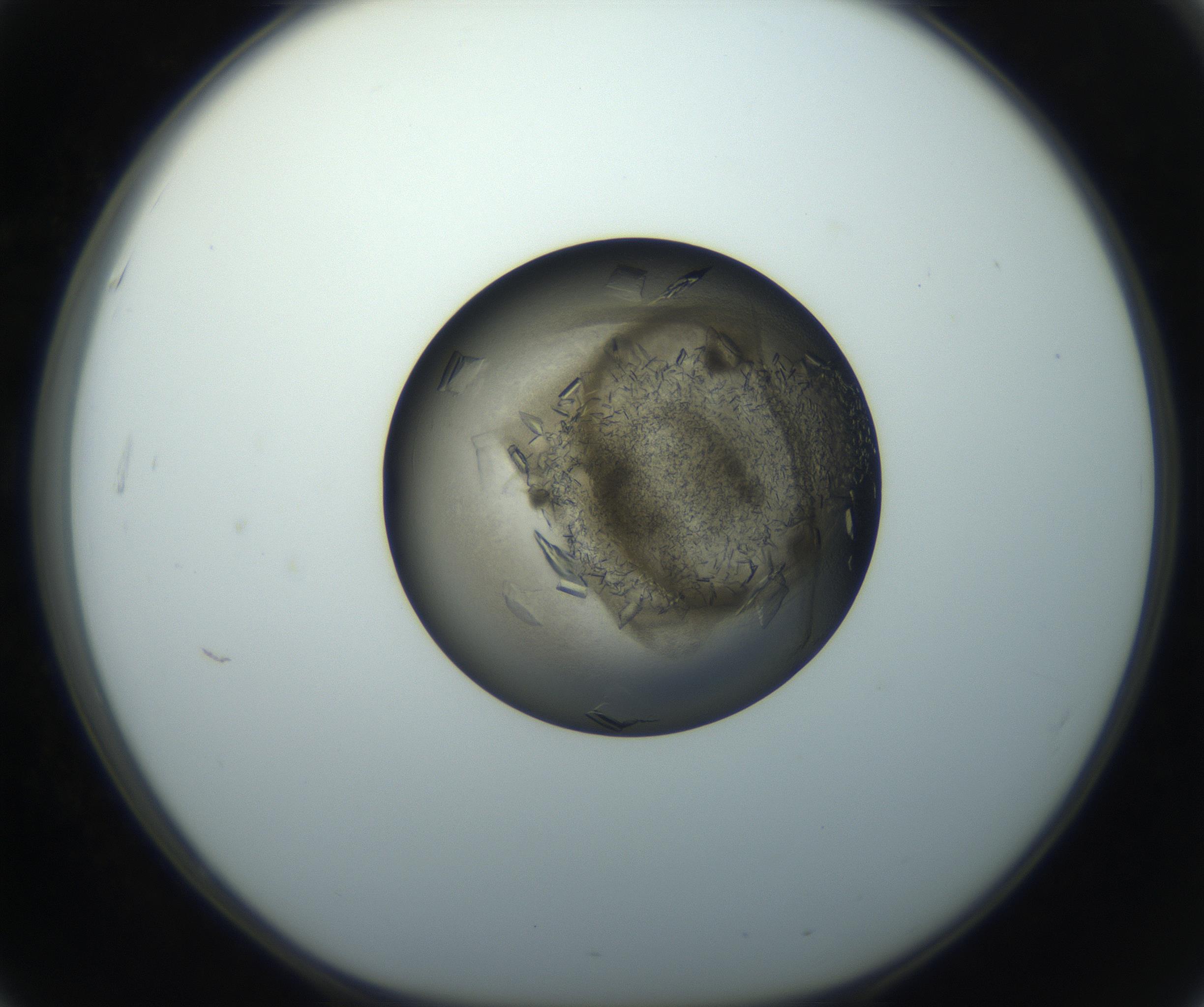 RI01_03_000_0212_Proj1_Clon1_MC_0000MC102851_002_161005_03_05_01_00_99_002_001_RAI.jpg
